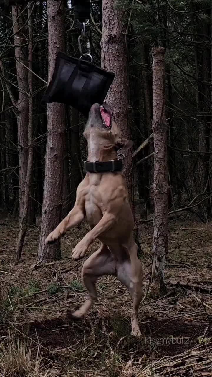 @kissmybullz