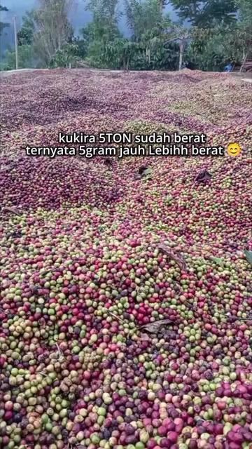 @PetaniMuda