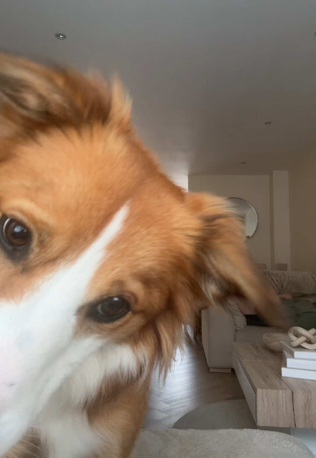@Kam & Loki 🧡