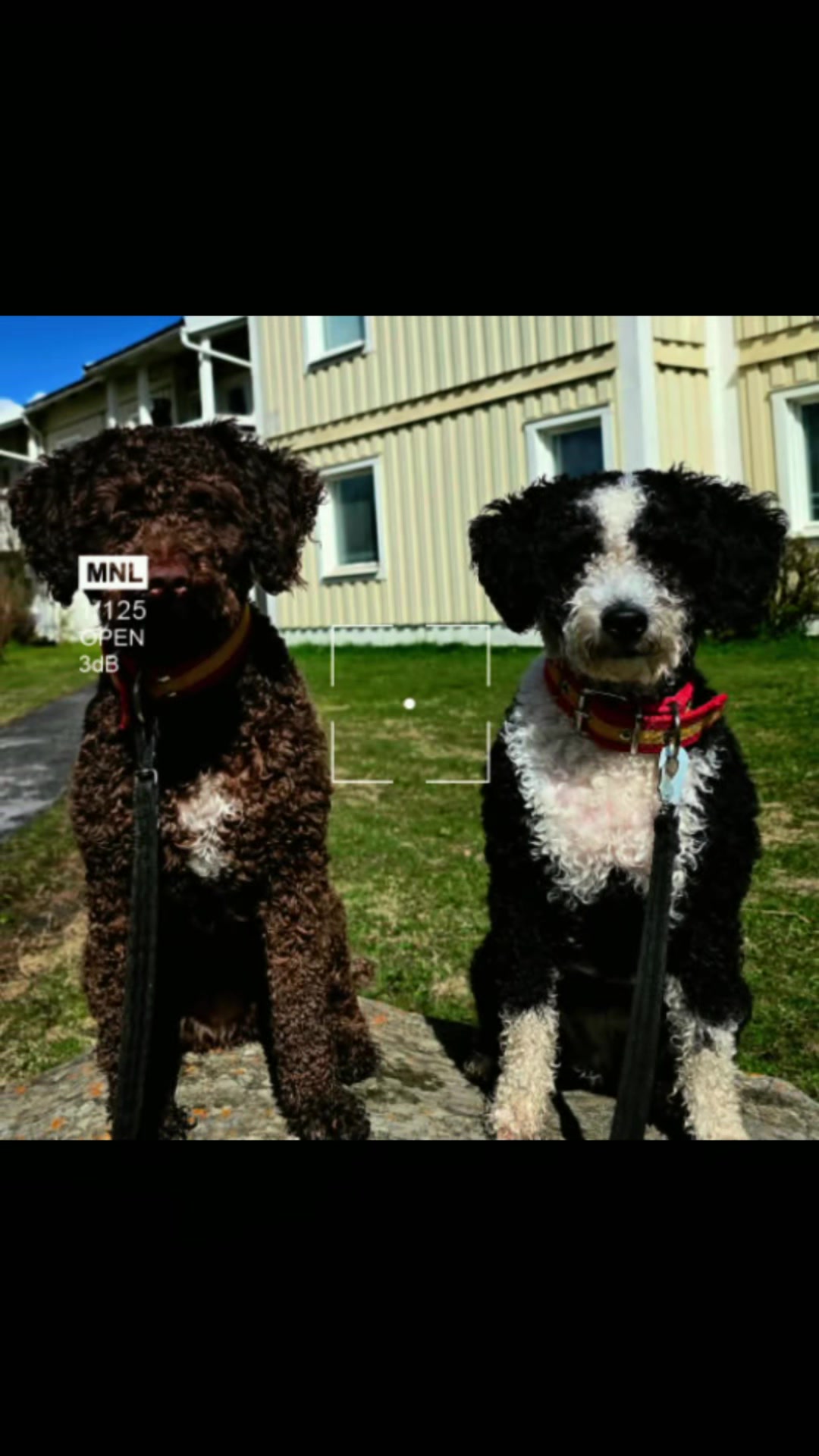 @🐾✨️mhdogs✨️🐾🇸🇪