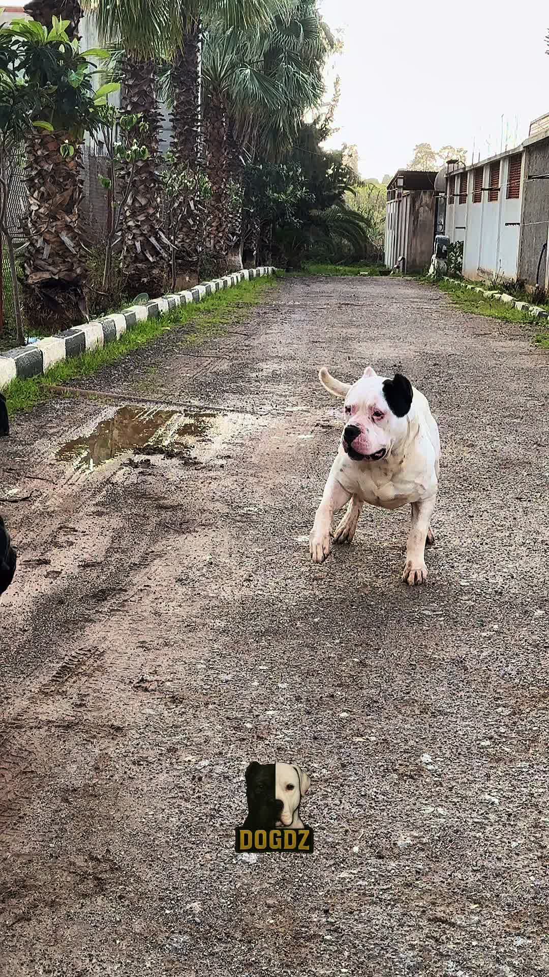 @dogdz🏴☠️🇩🇿