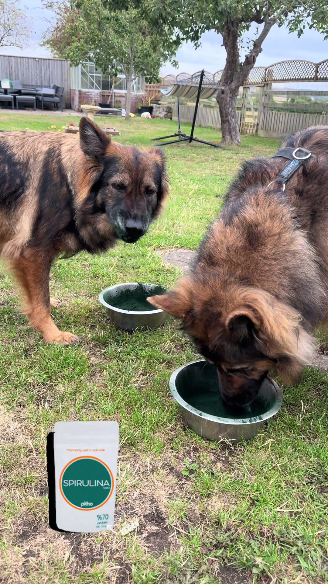 @TheGSDhubwithjennygould