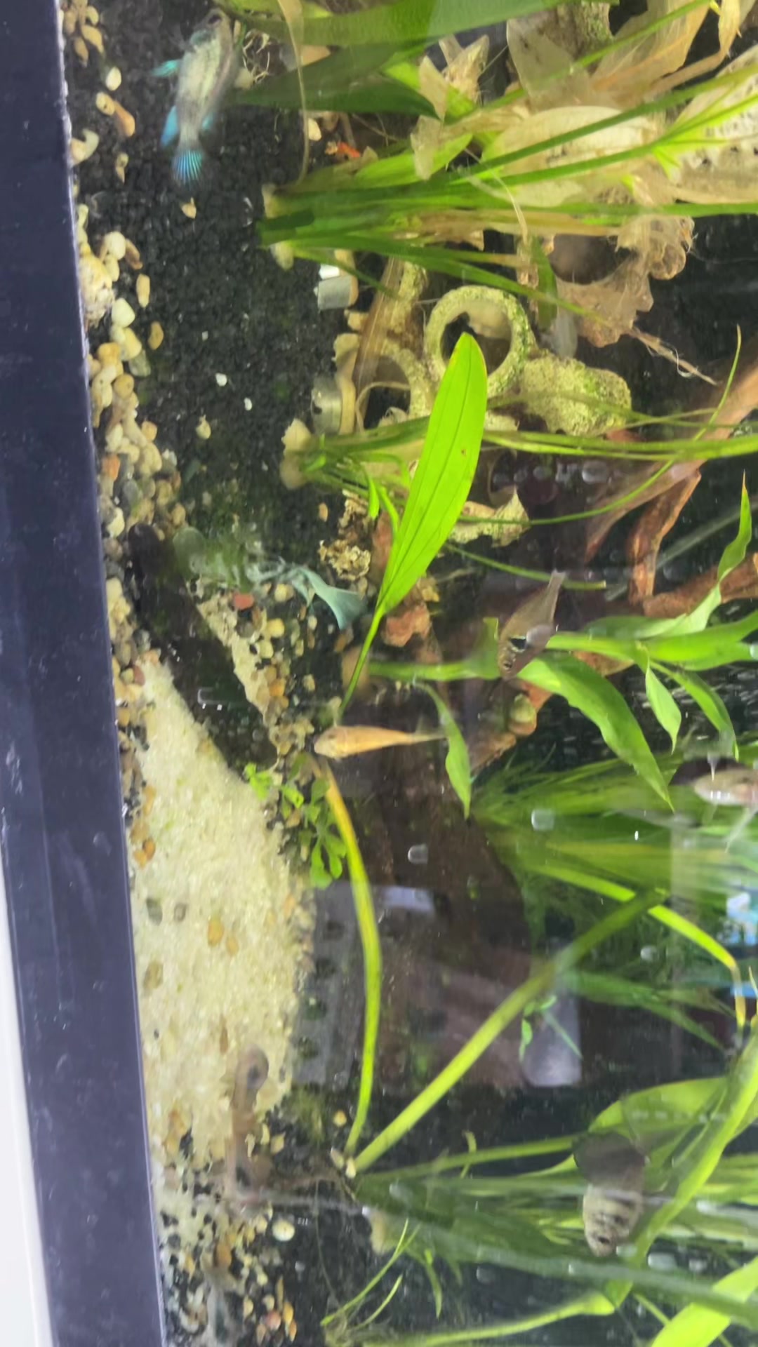 @CRBaquatics