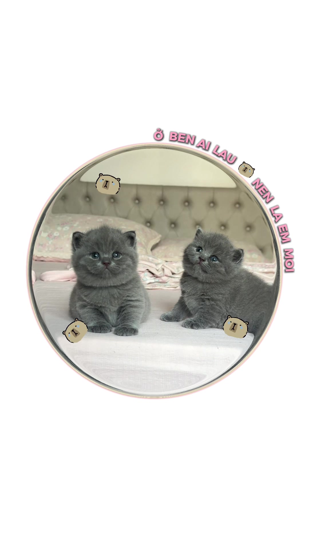 @1ch&oacute;6meow