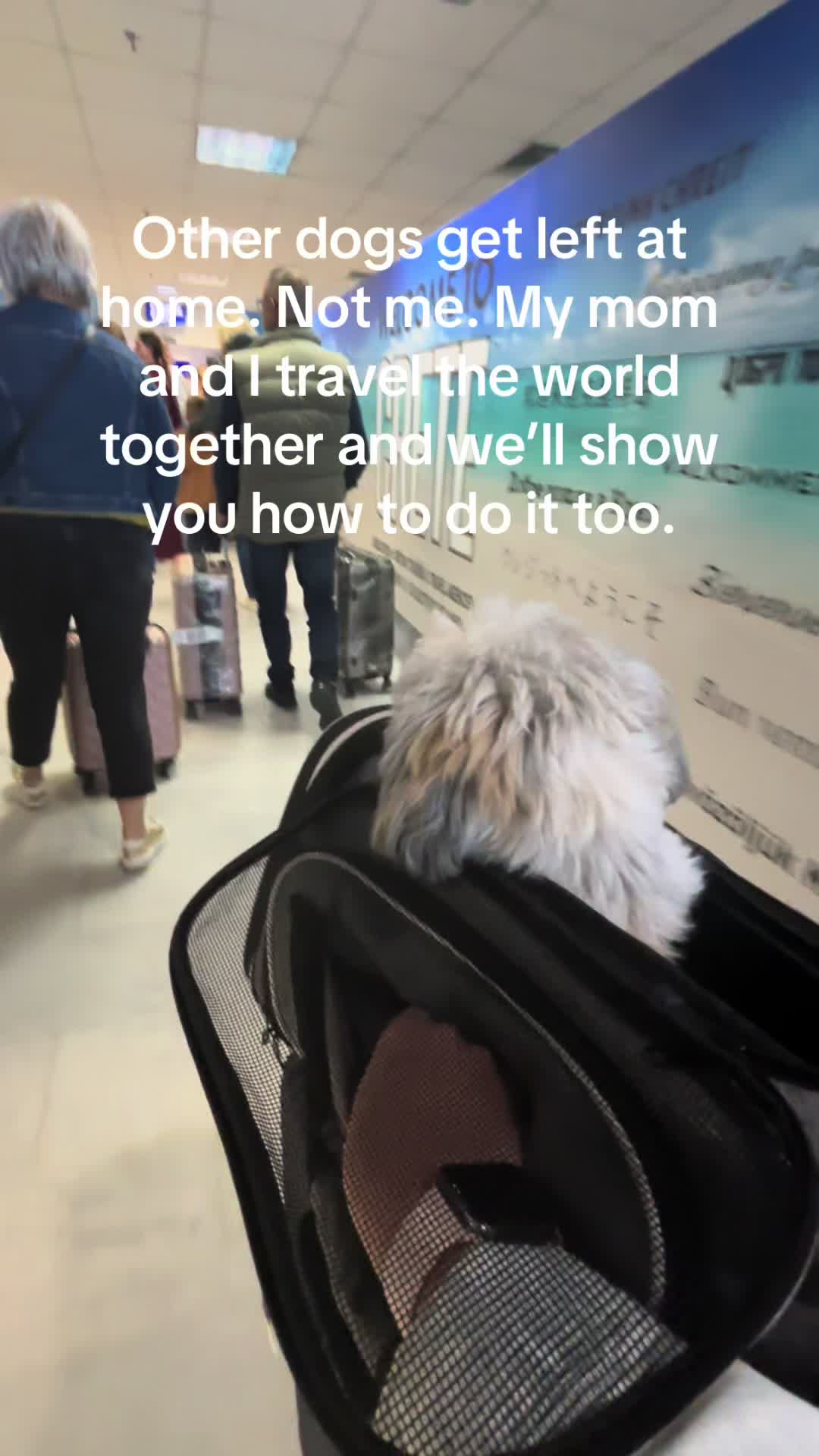 @Daisy | The Dog Travel App