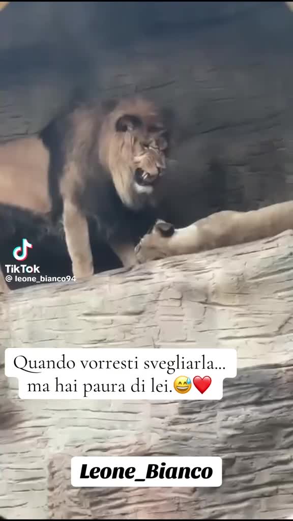 @ture cristaldi ufficial