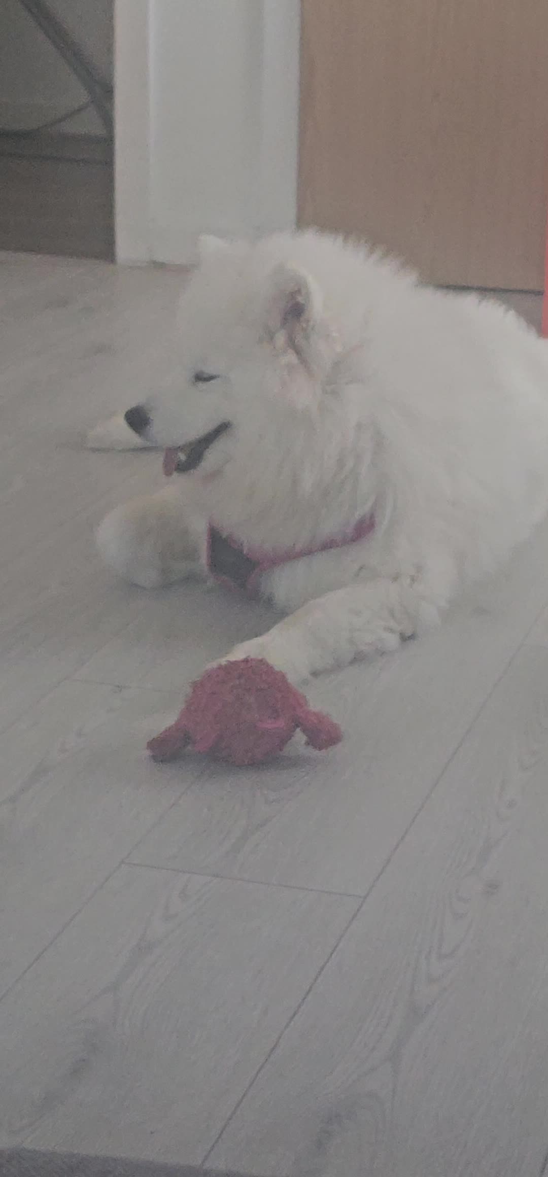 @Samojedowe🐶🇵🇱love🇬🇧 Żona