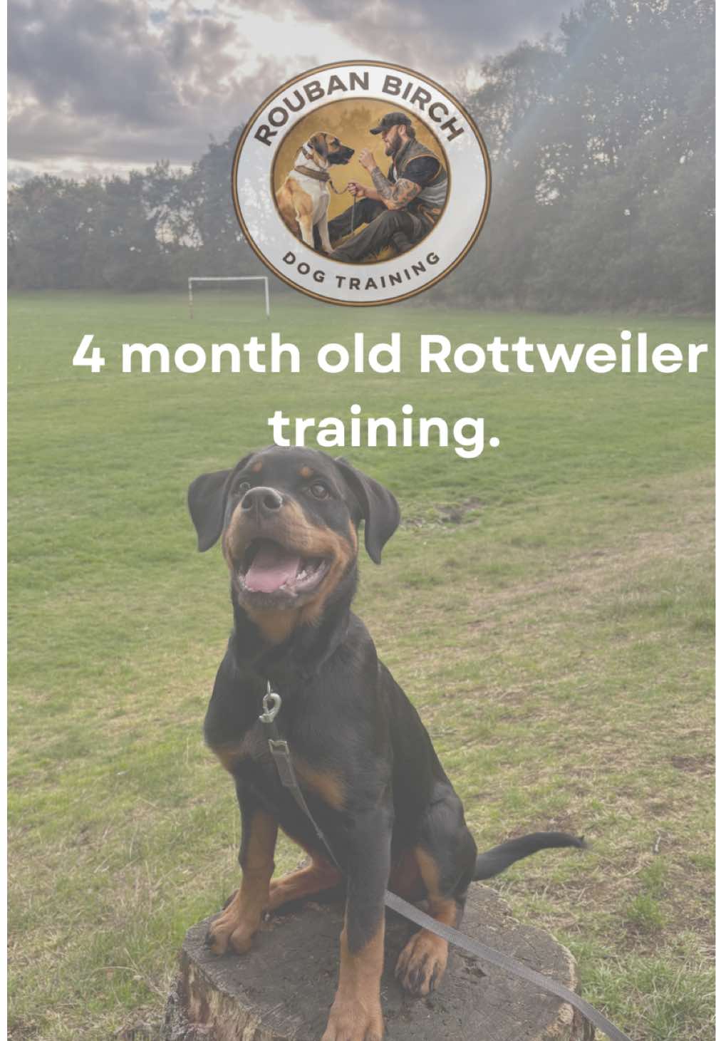 @rbdogtraining