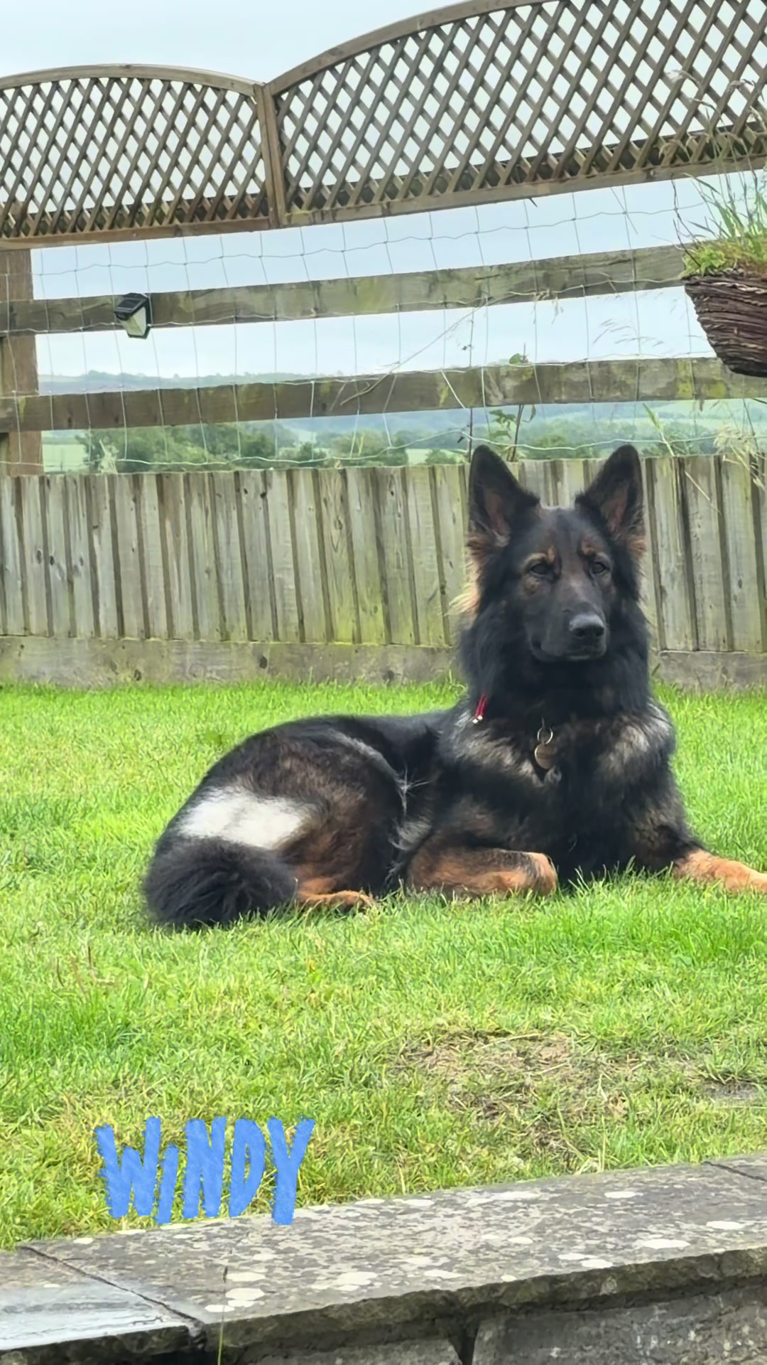@TheGSDhubwithjennygould