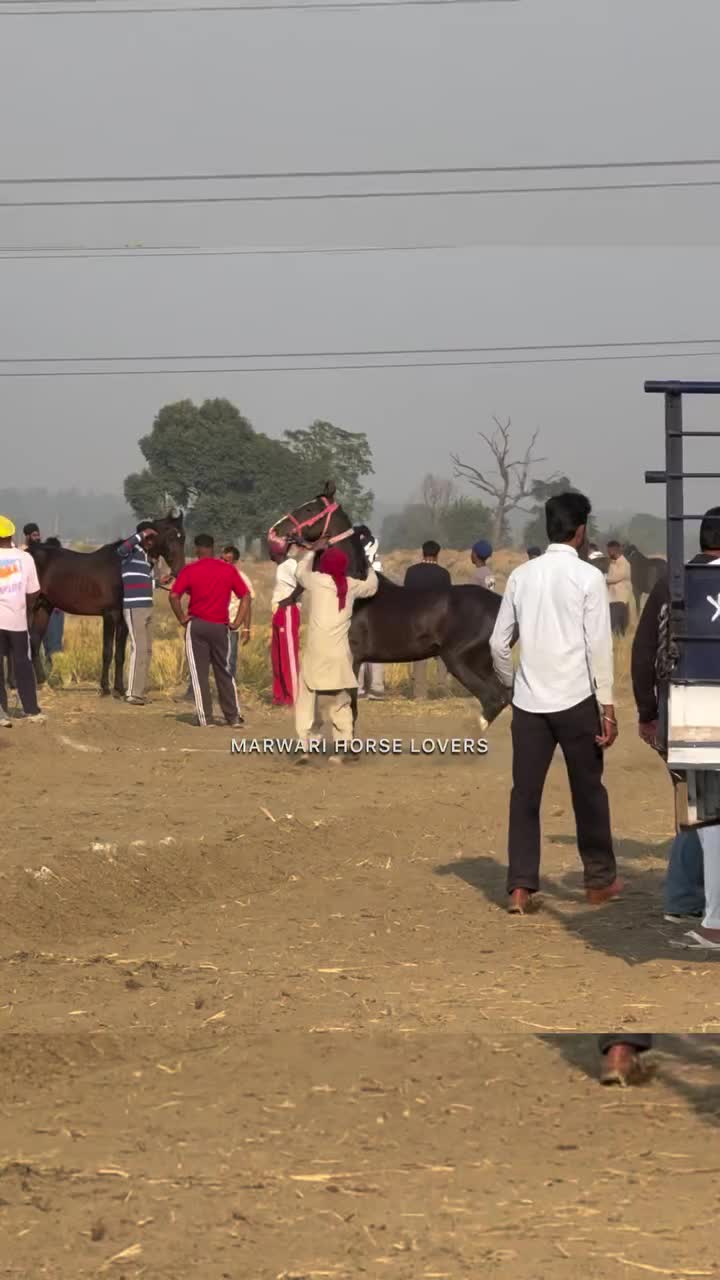 @🏇 MARWARI HORSE RACING 🏇