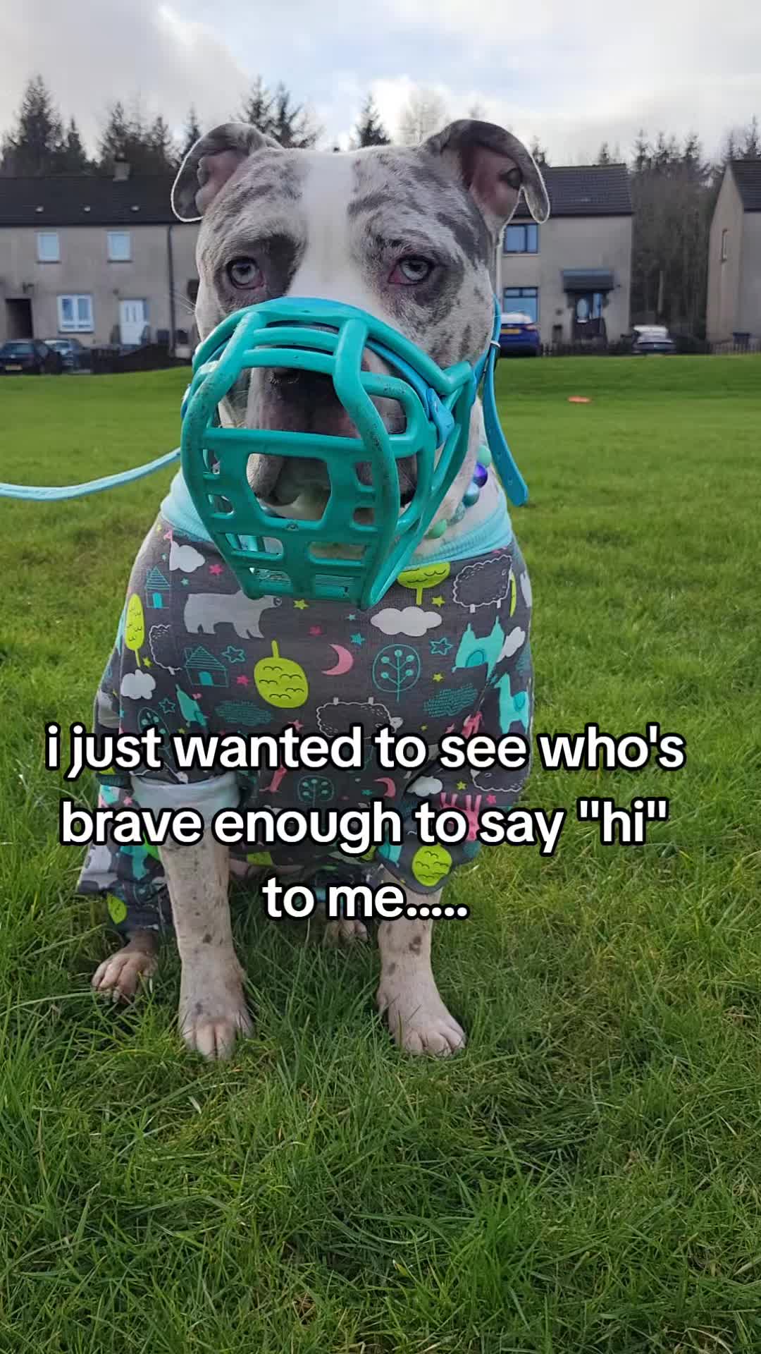 @kirsty+starlight the xl bully
