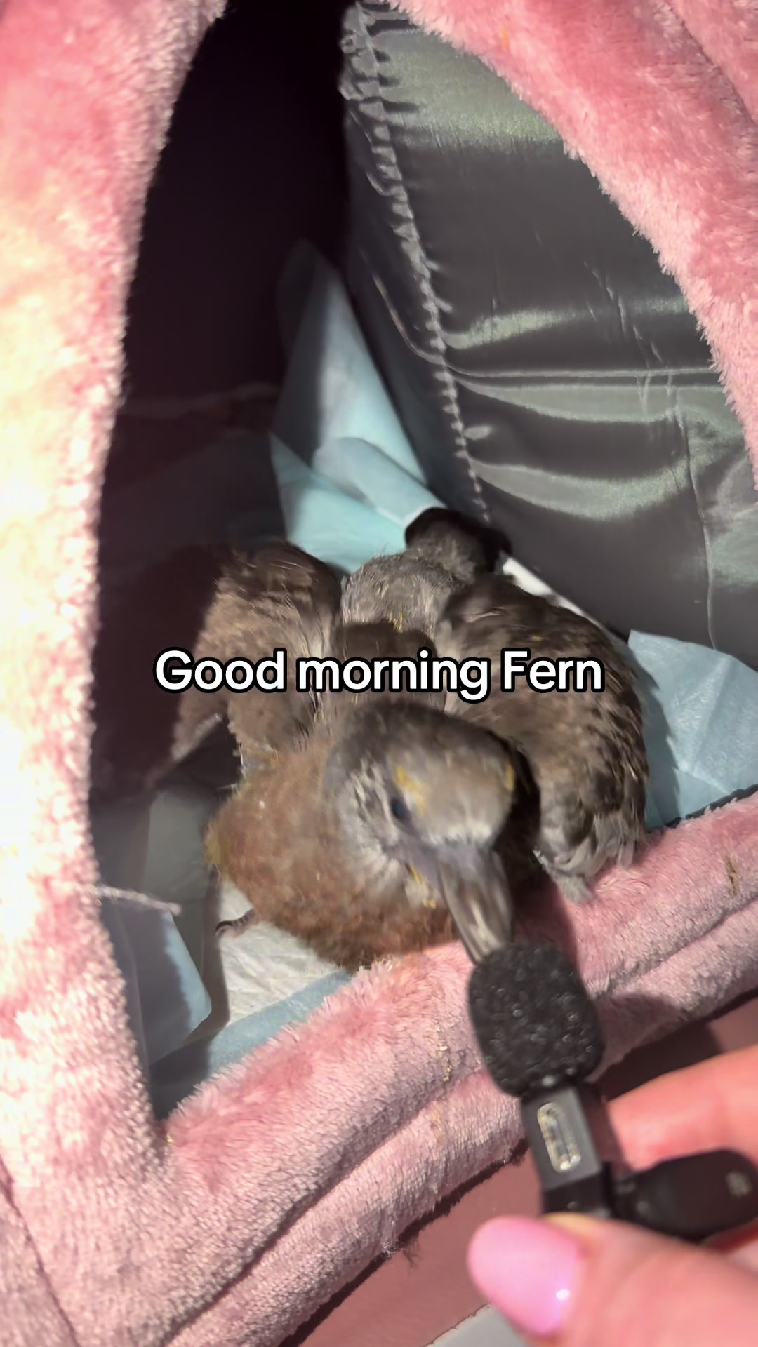 @Nekobutts 🐦