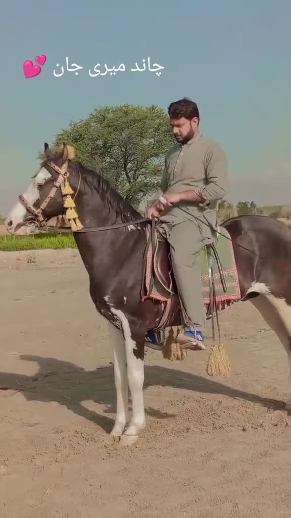 @Malik Ali Abbas Saggu🔥