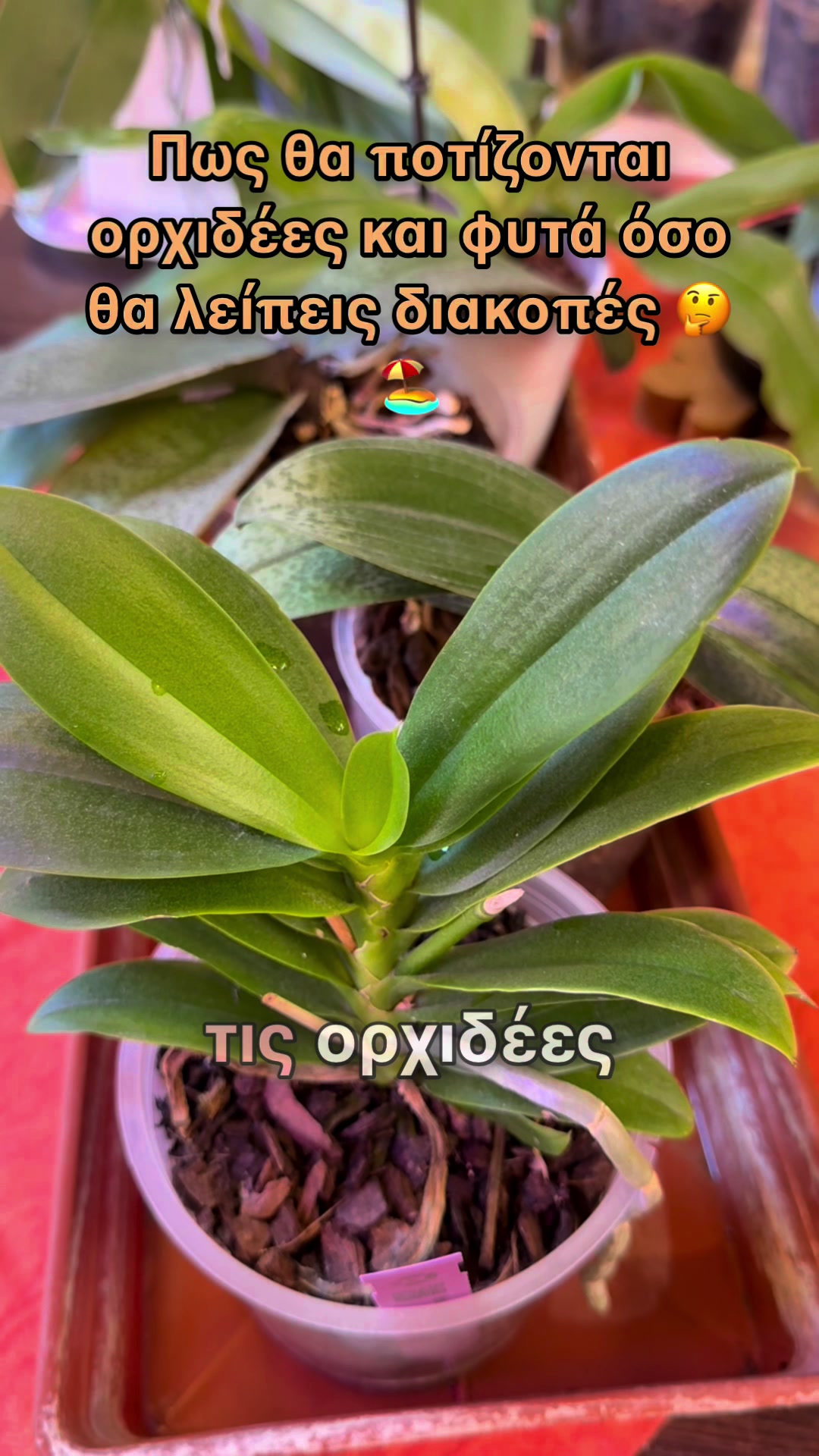@All About Orchids