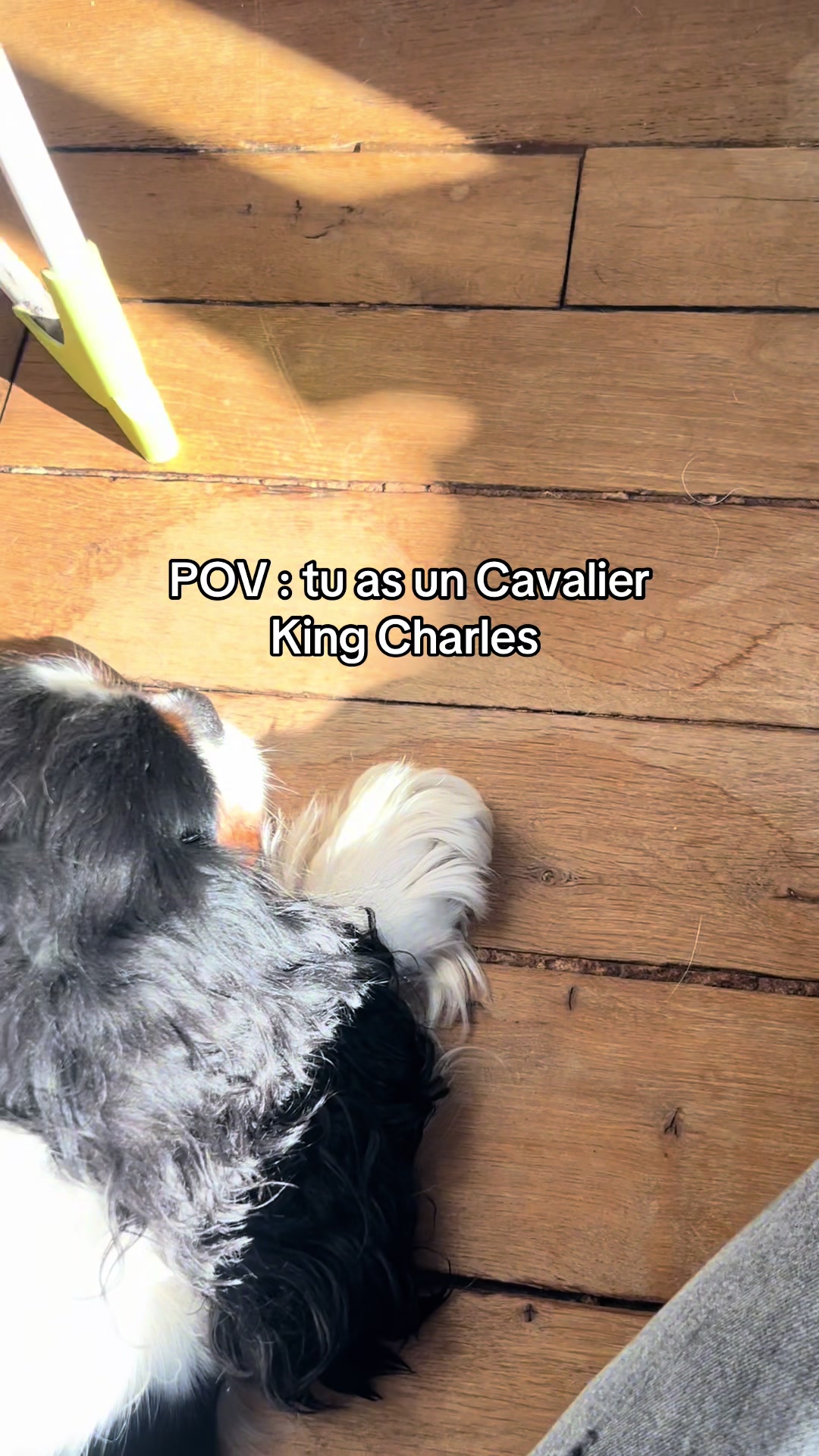 @Cavalier King Charles
