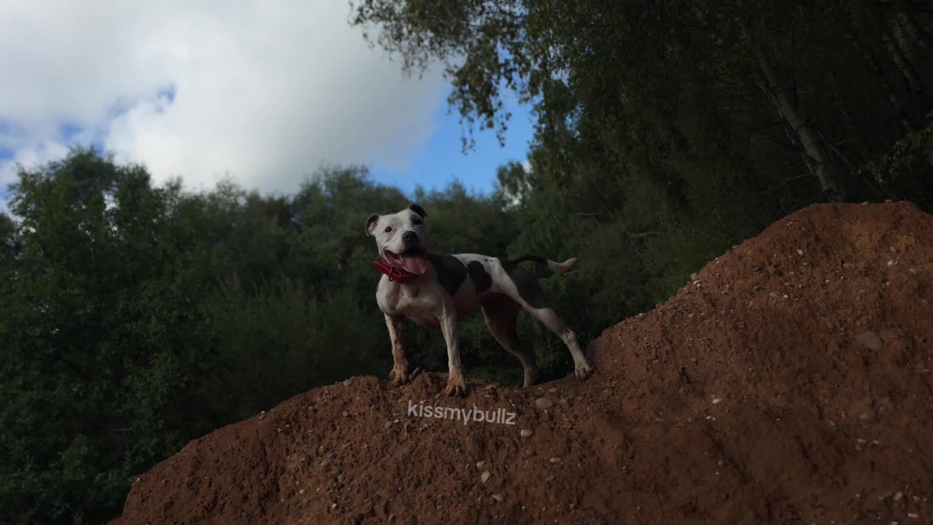 @kissmybullz