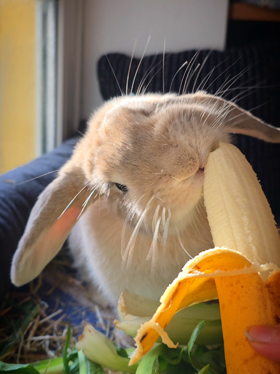 @Buns at Home