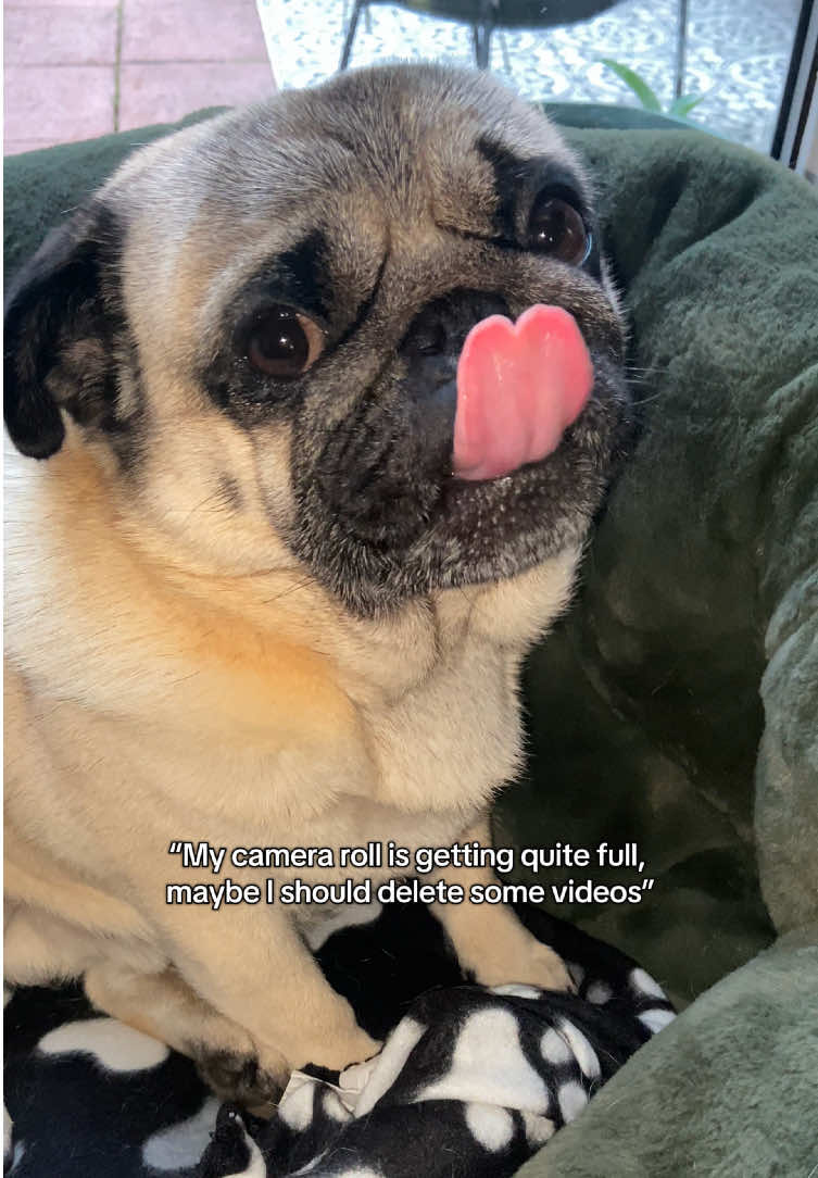 @Wee Winston The Pug