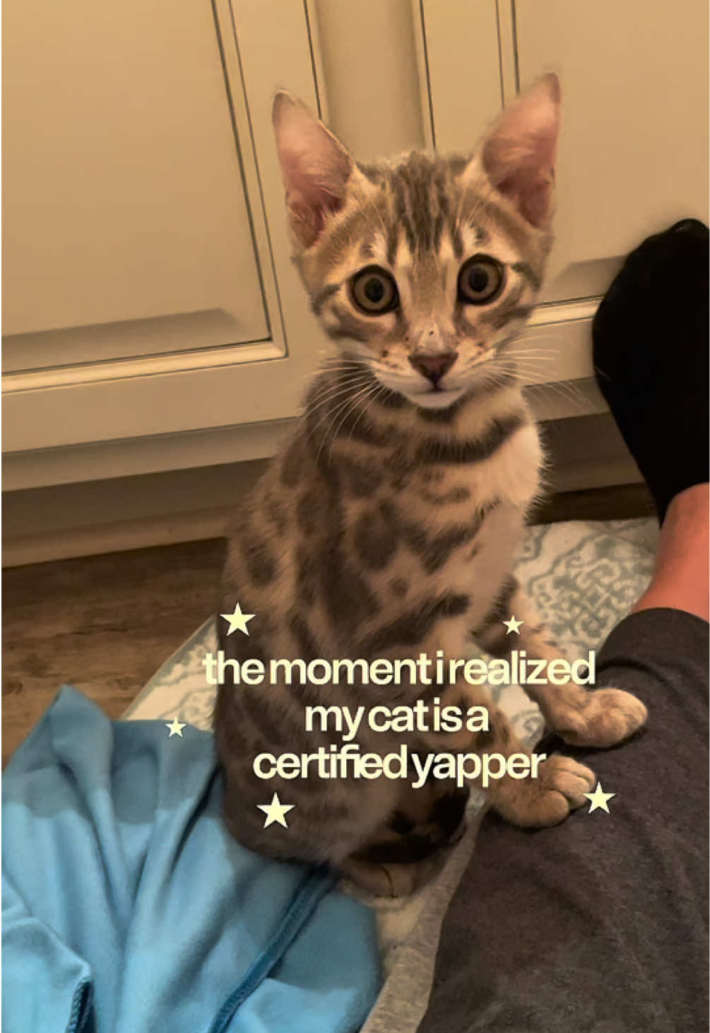 @Mochi the Bengal