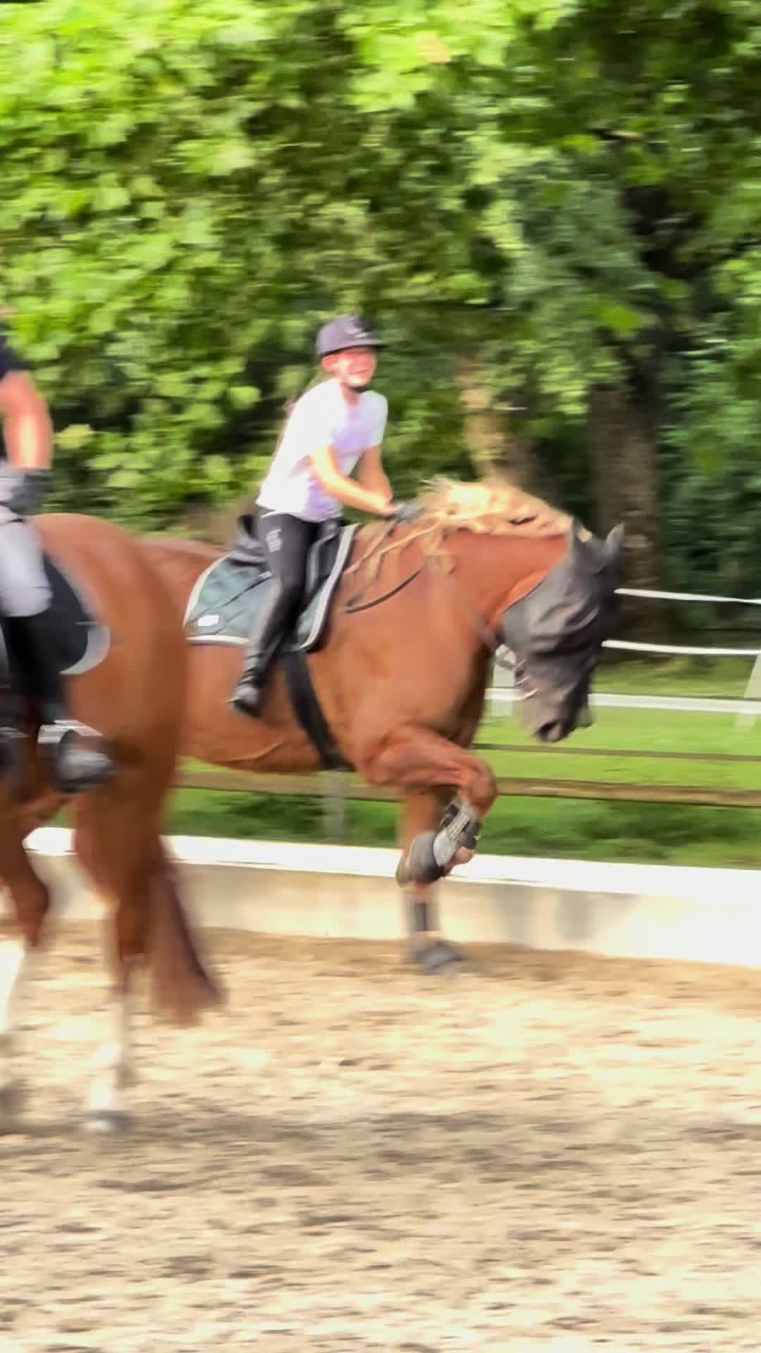 @_.coldblood.dressage_