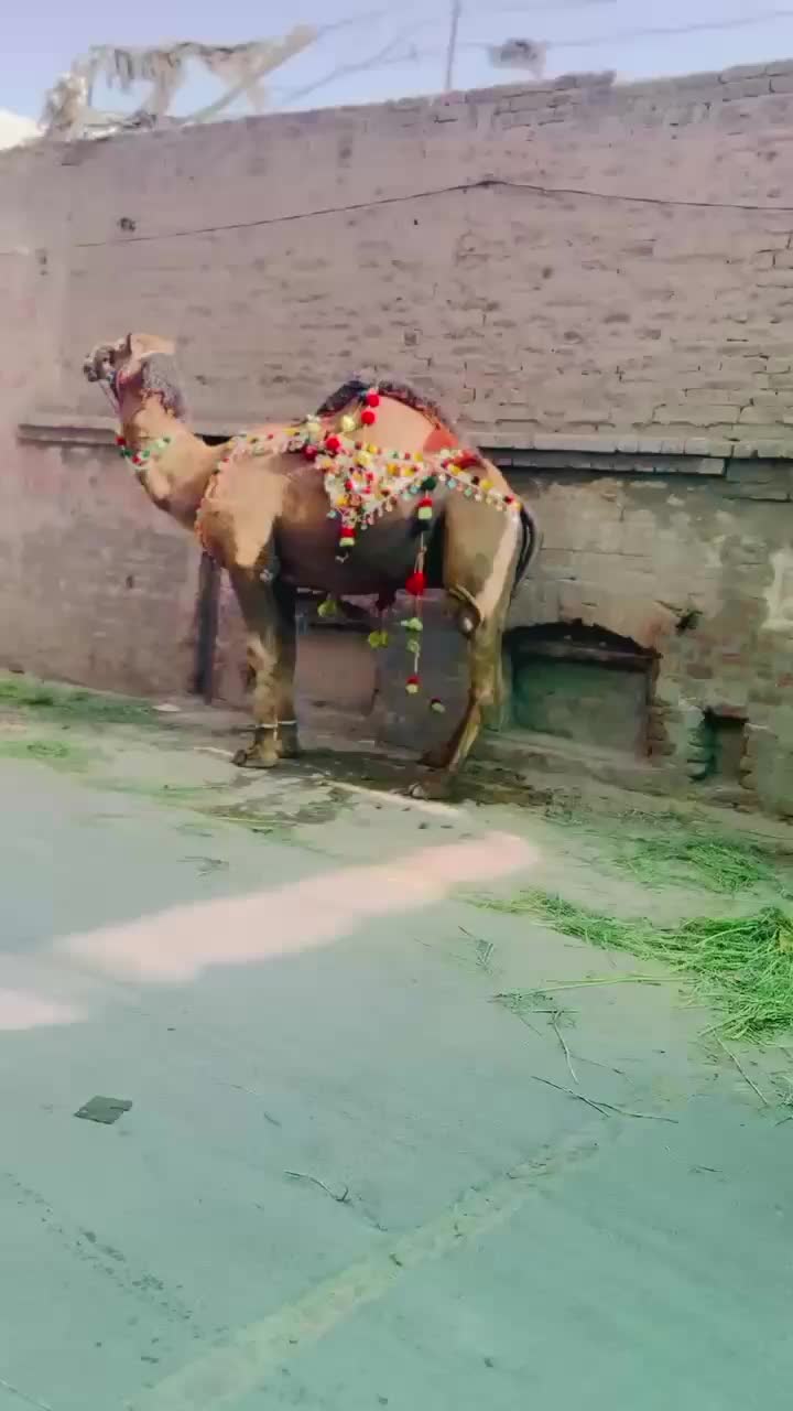 @درویش لوگ