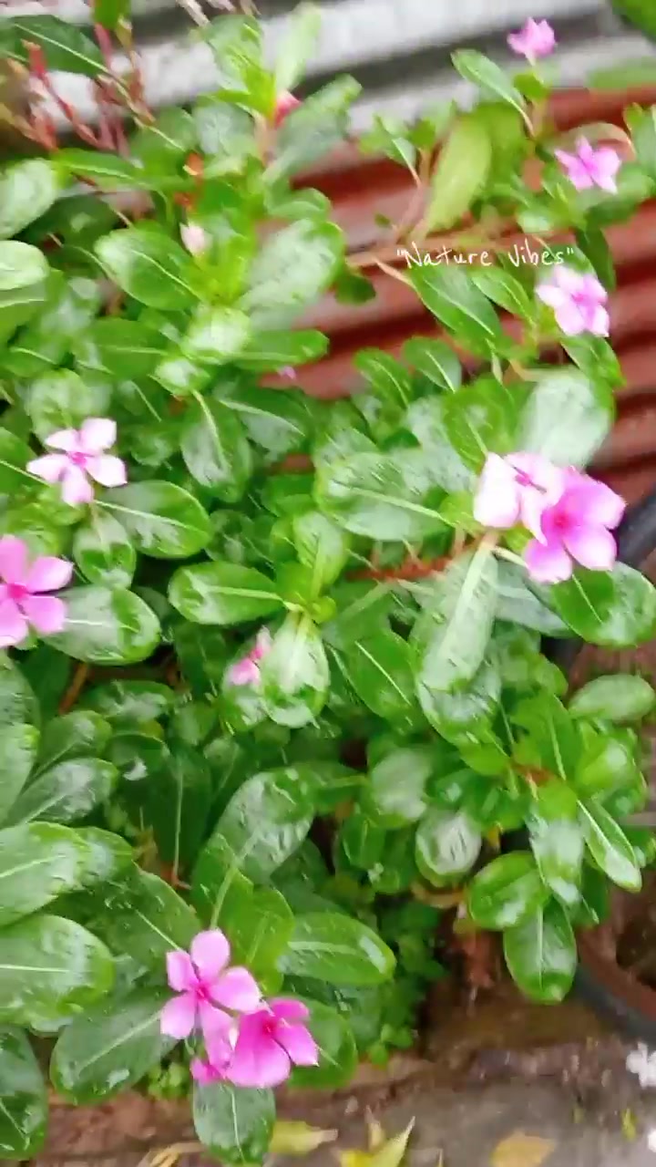 @Soniya❤️Bikash