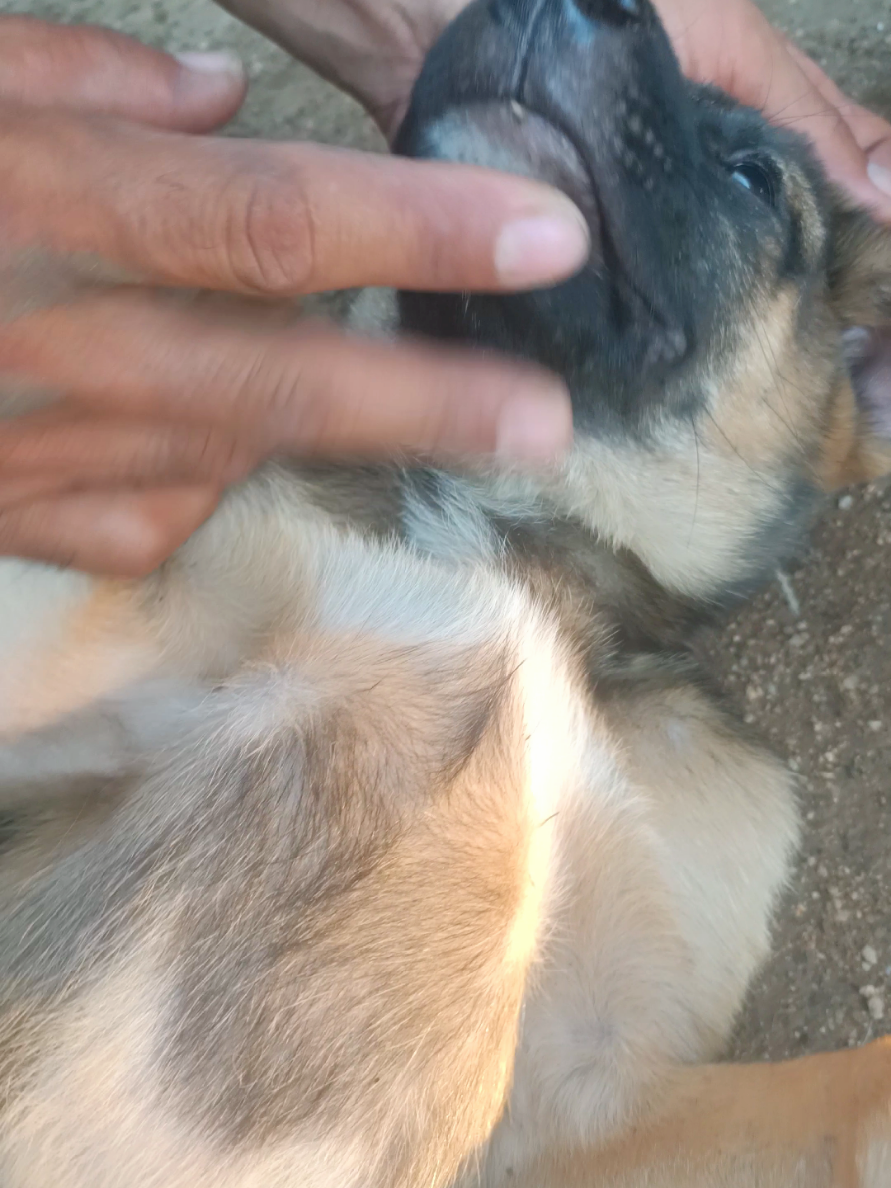 @dog757