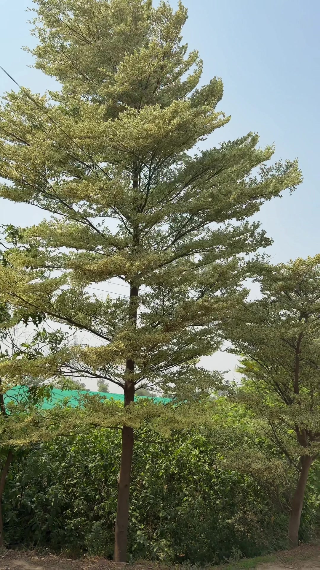 @AGP nursery farm pattoki