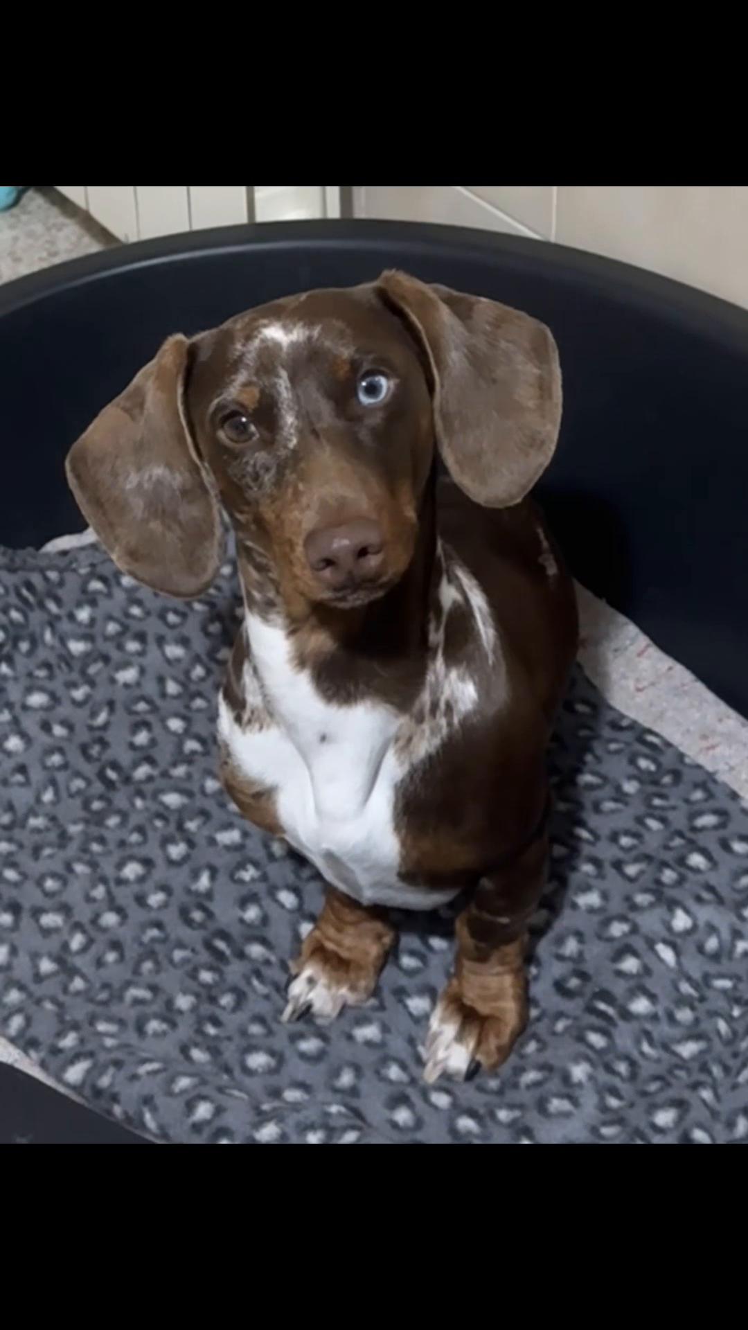 @The Dachshund House