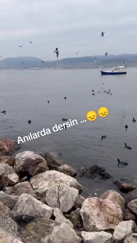 @Ahu Pelin