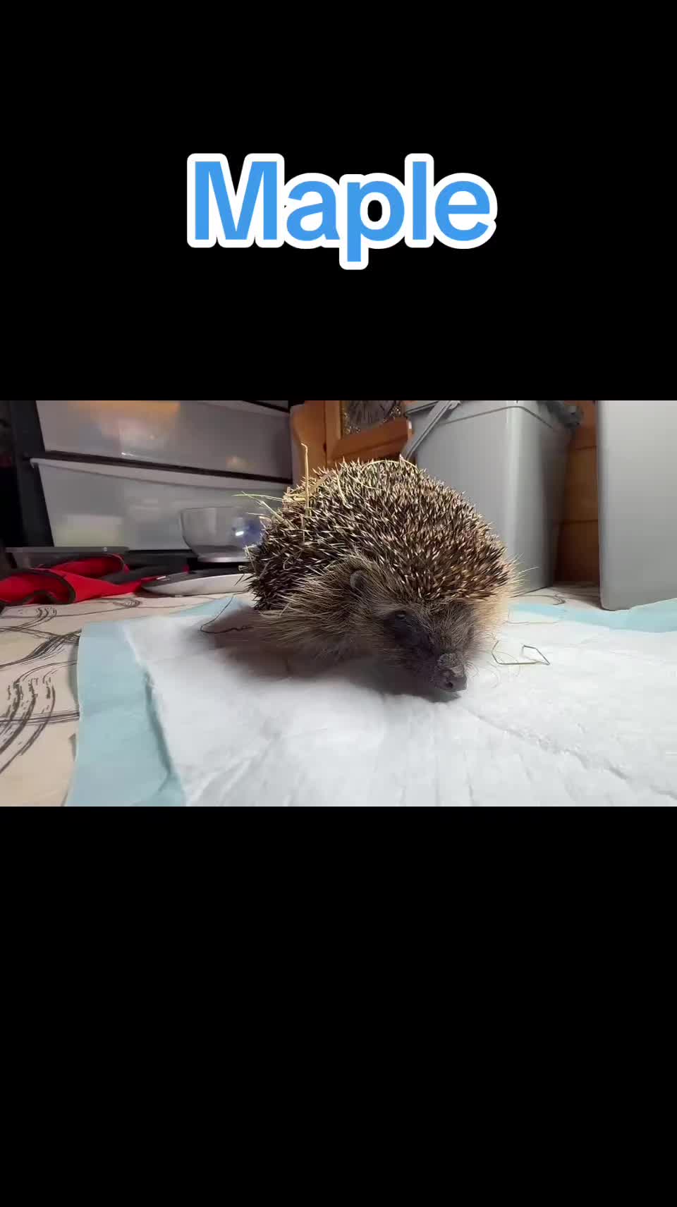 @Ryston Rachel's Hedgehog Hotel