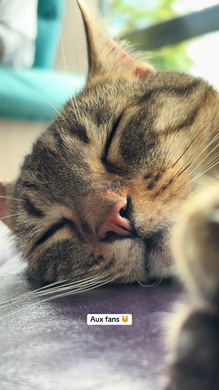 @Bulle la chatte 🐈