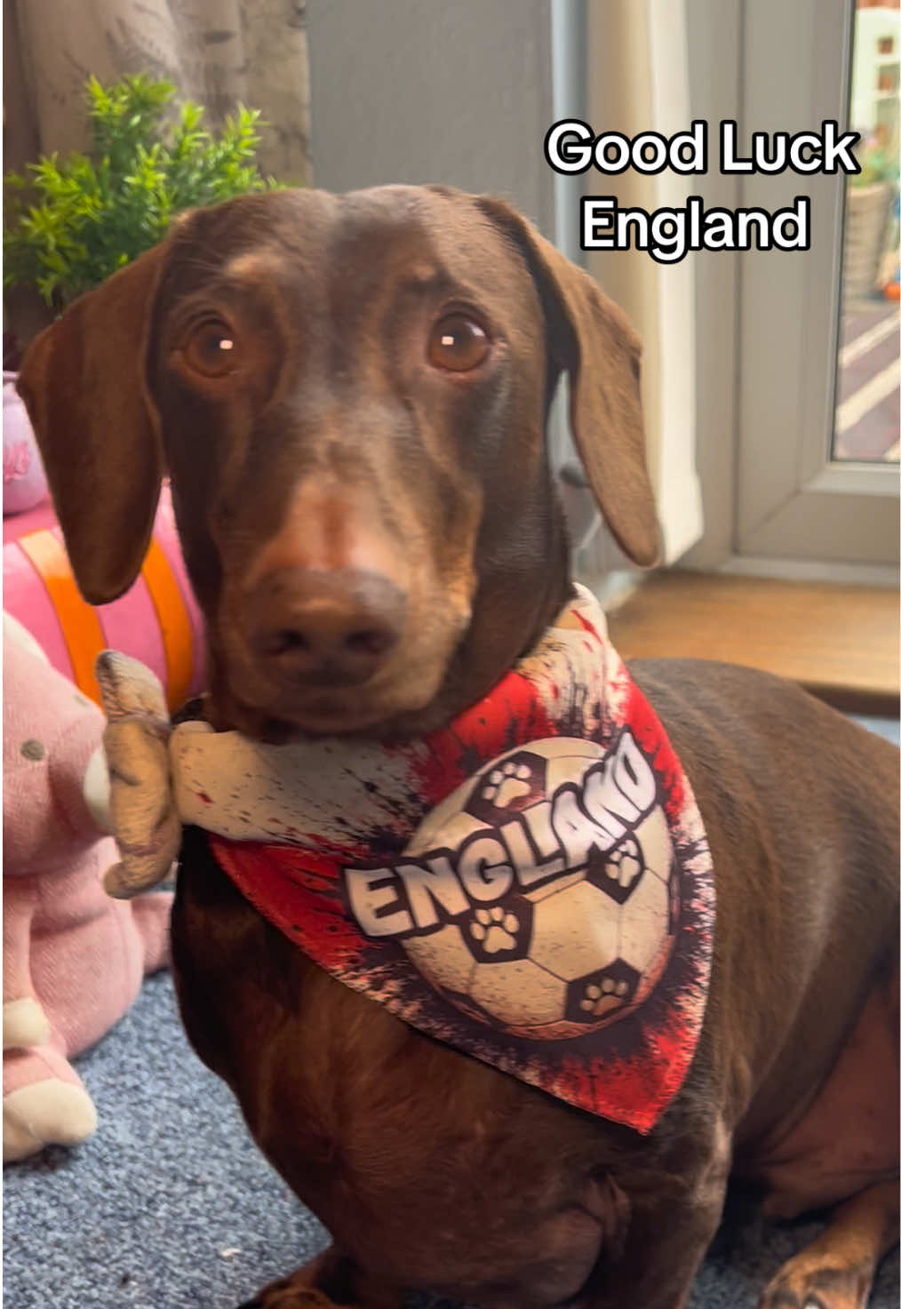 @disneythedachshund