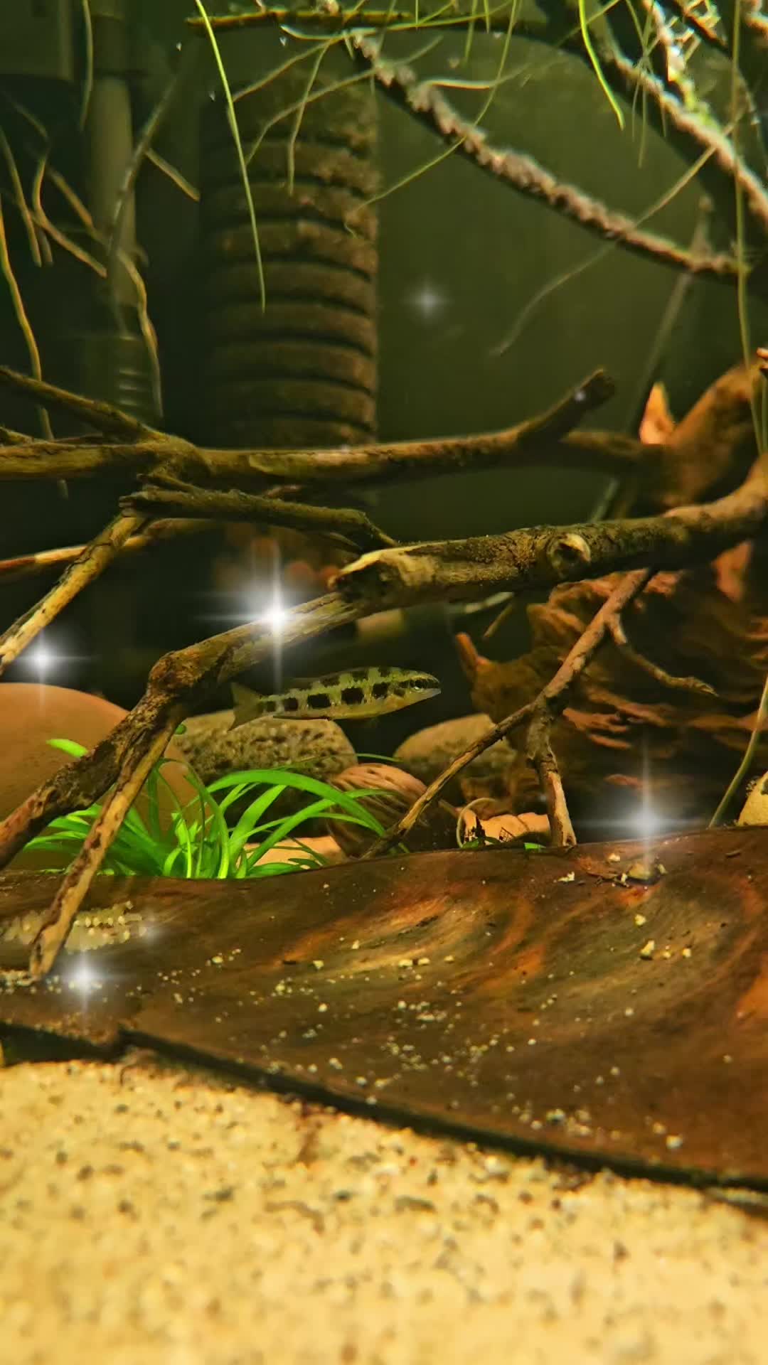 @GBee Shrimp & Aquatics