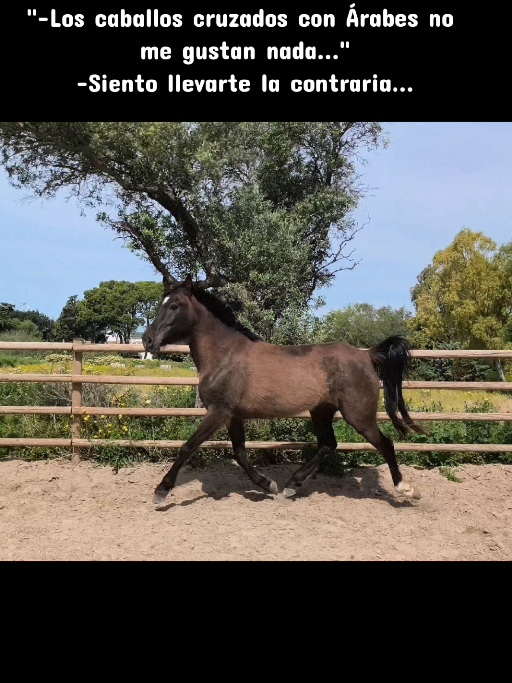 @LA CHICA DEL PONY🐴🌼