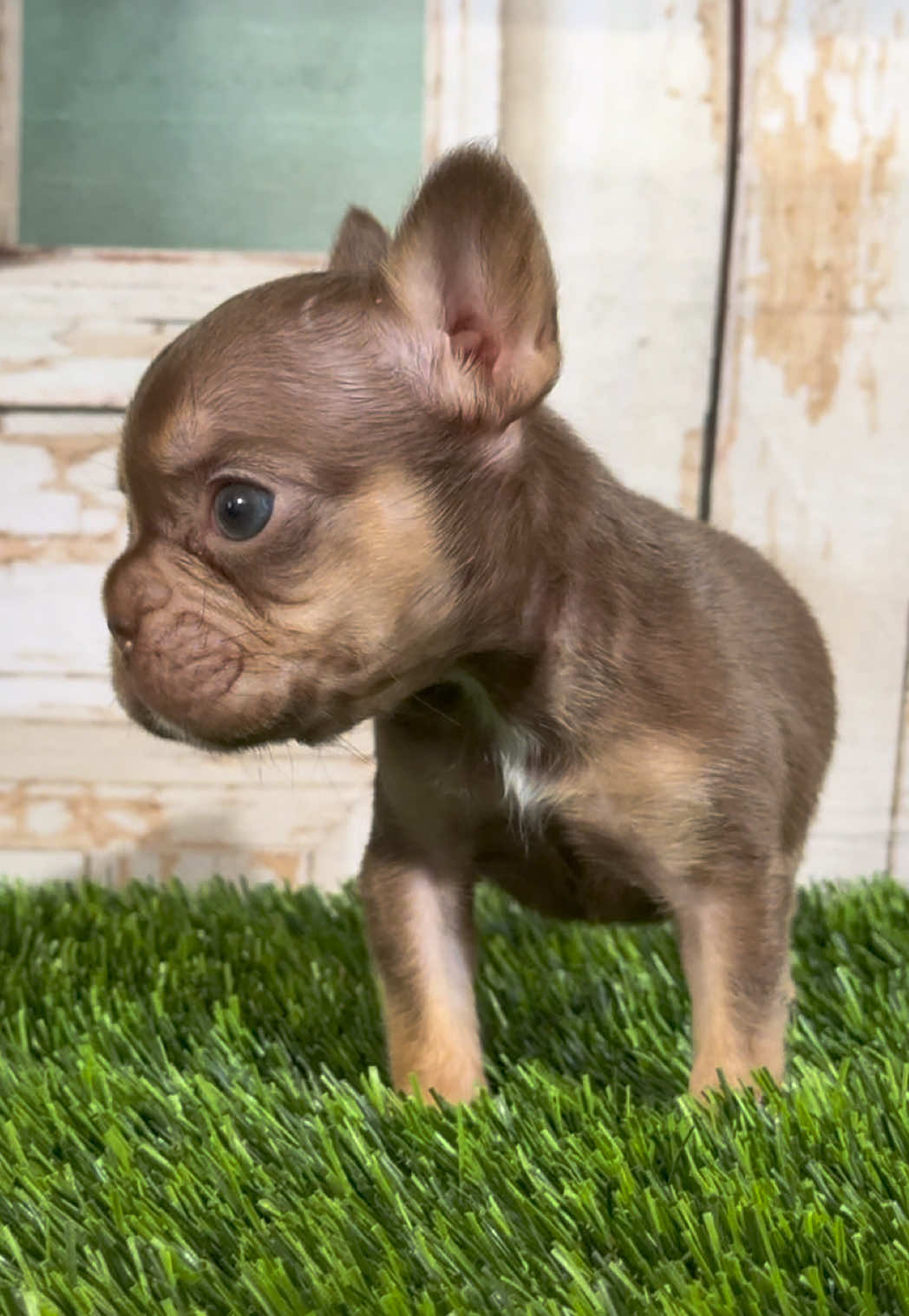 @FriendlyFrenchiesOC