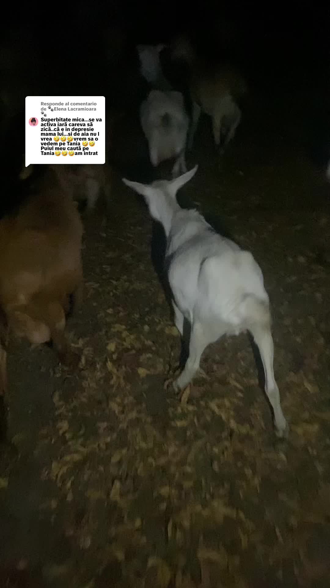 @✨𝕬𝖑𝖎𝖓𝖆𝕬𝖑𝖊𝖘𝖘𝖎𝖆✨
