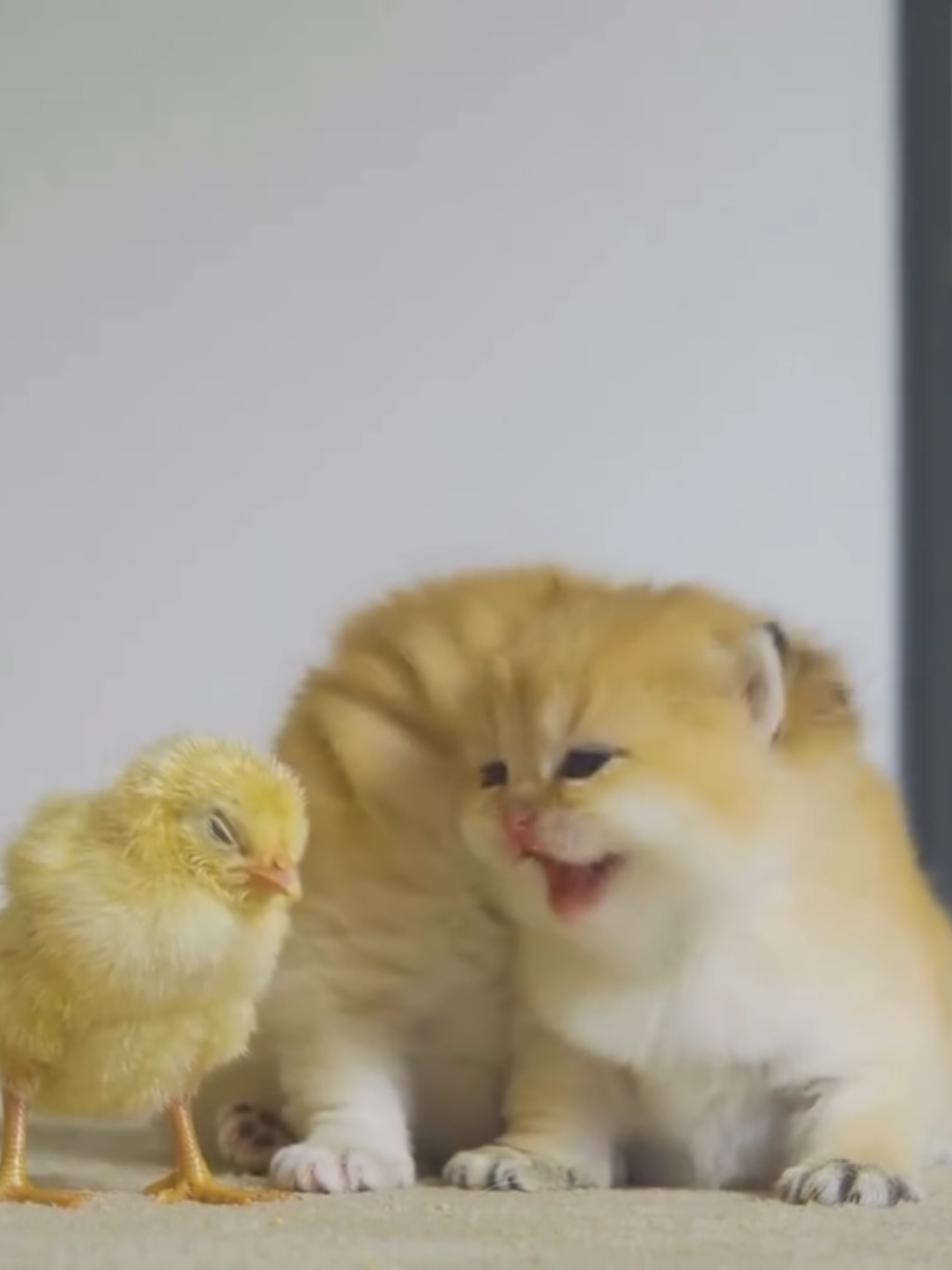 @Chonky World Of Cats