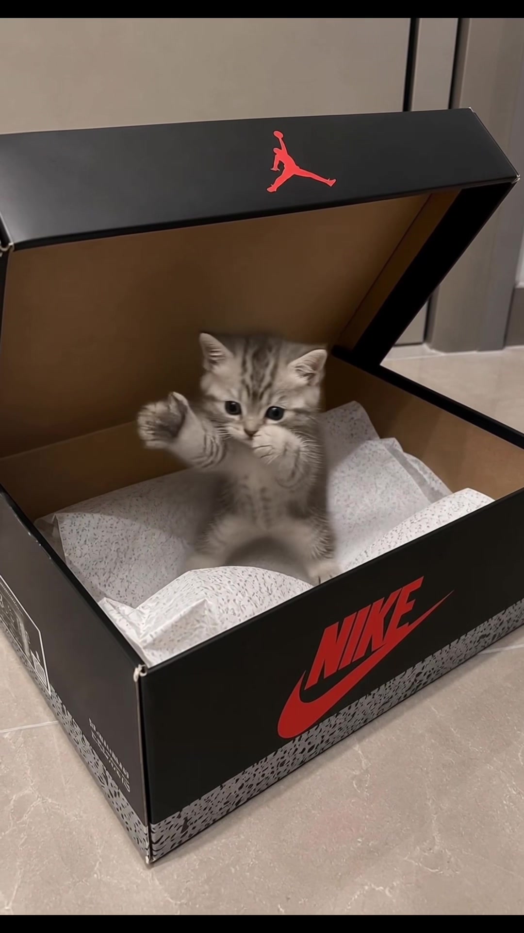 @meowmotion
