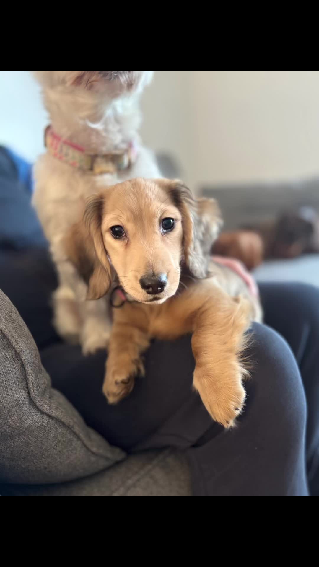 @doglovers1980