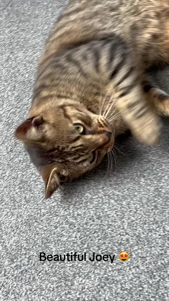 @catlady19570