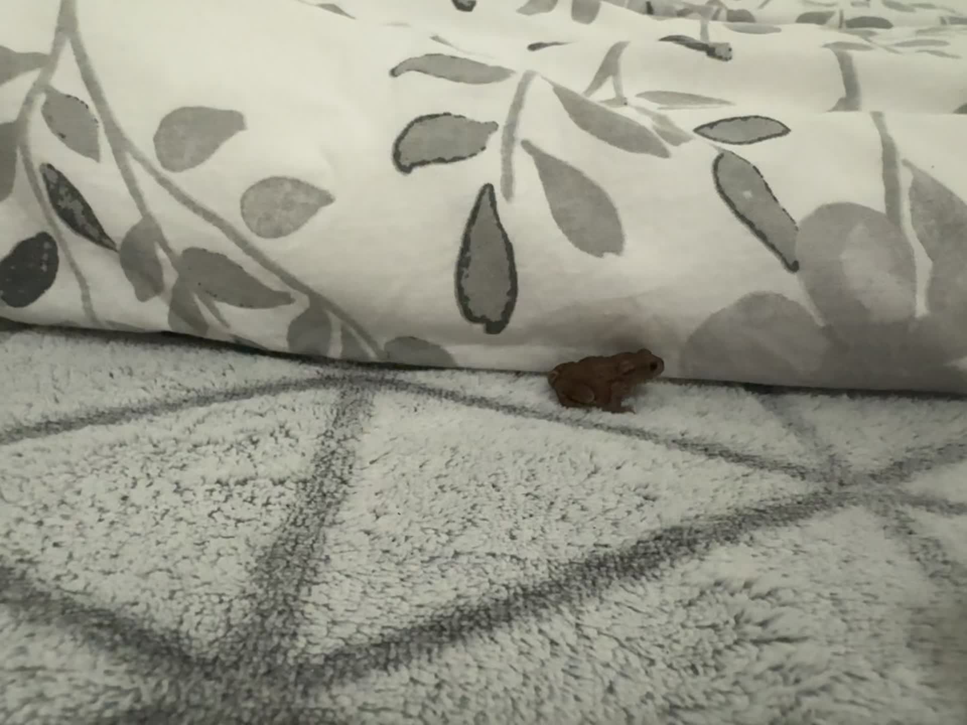 @Maia