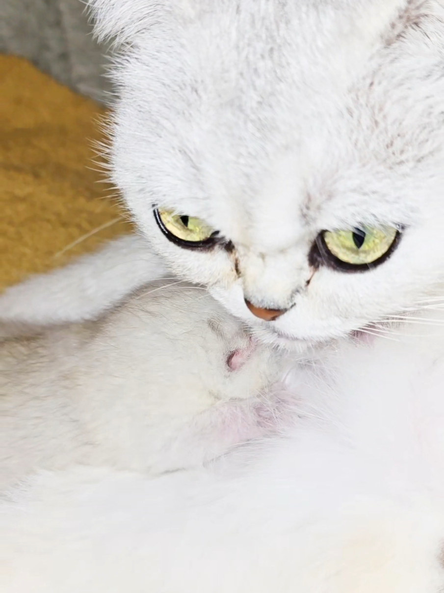 @Cat Chloe & kittens