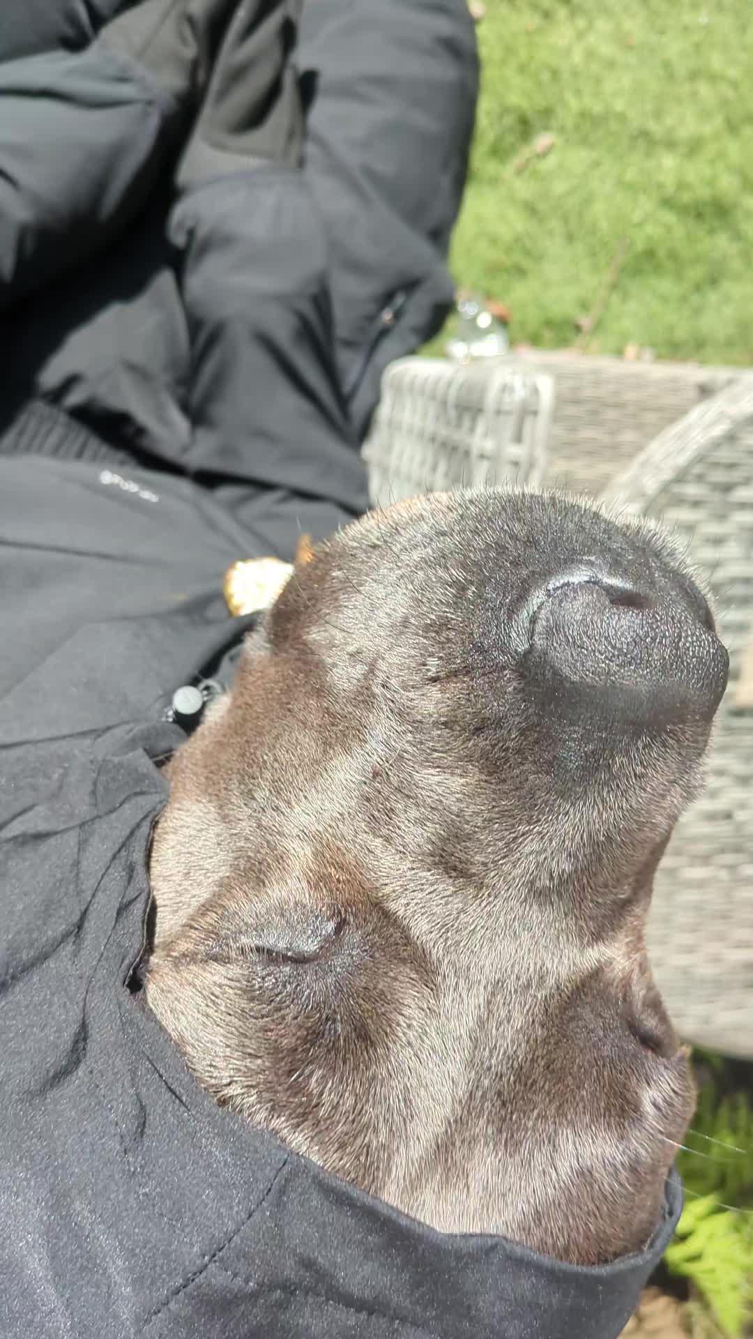 @mist_the_canecorso