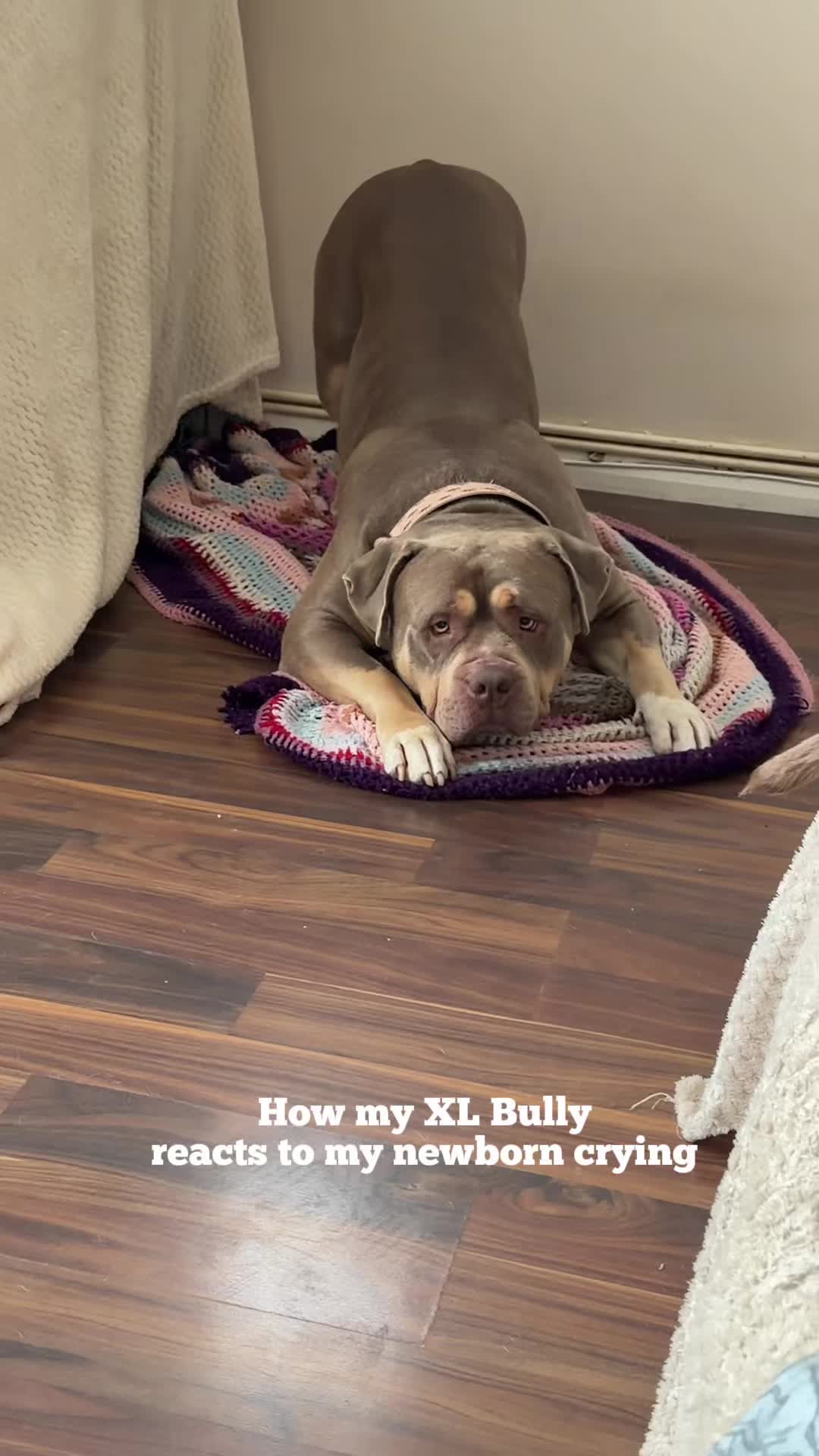 @danandthebabies🤍