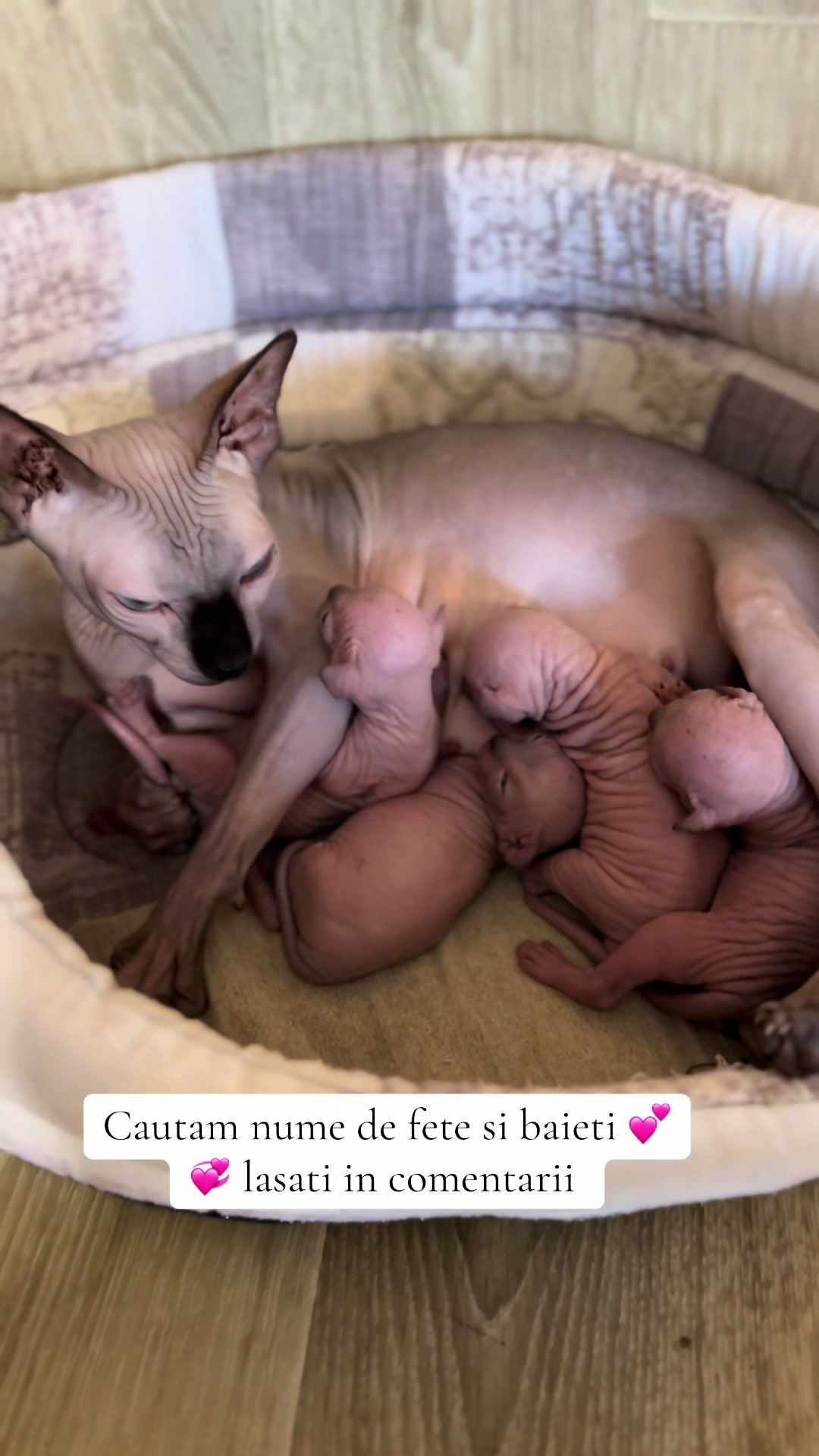 @Diana Ciortan Sphynx Romania