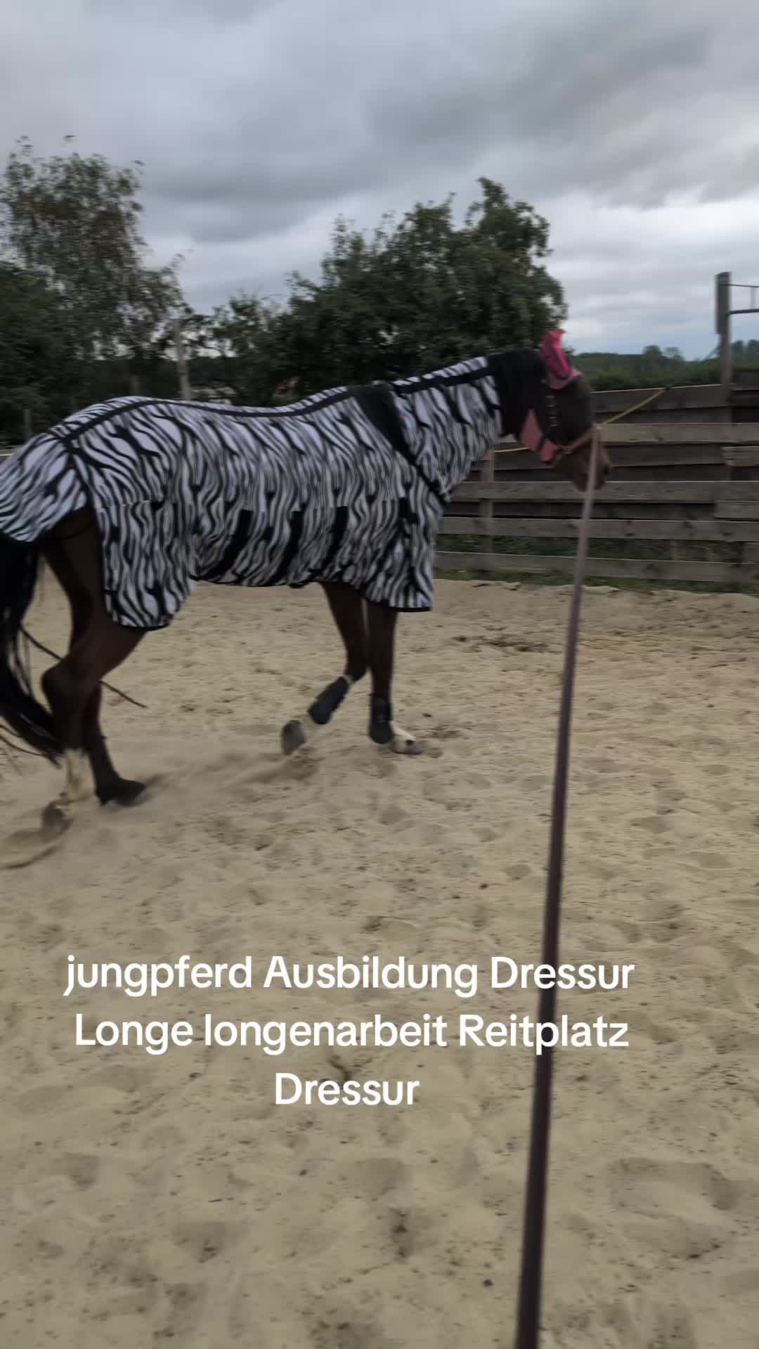 @Steffis_horse_world
