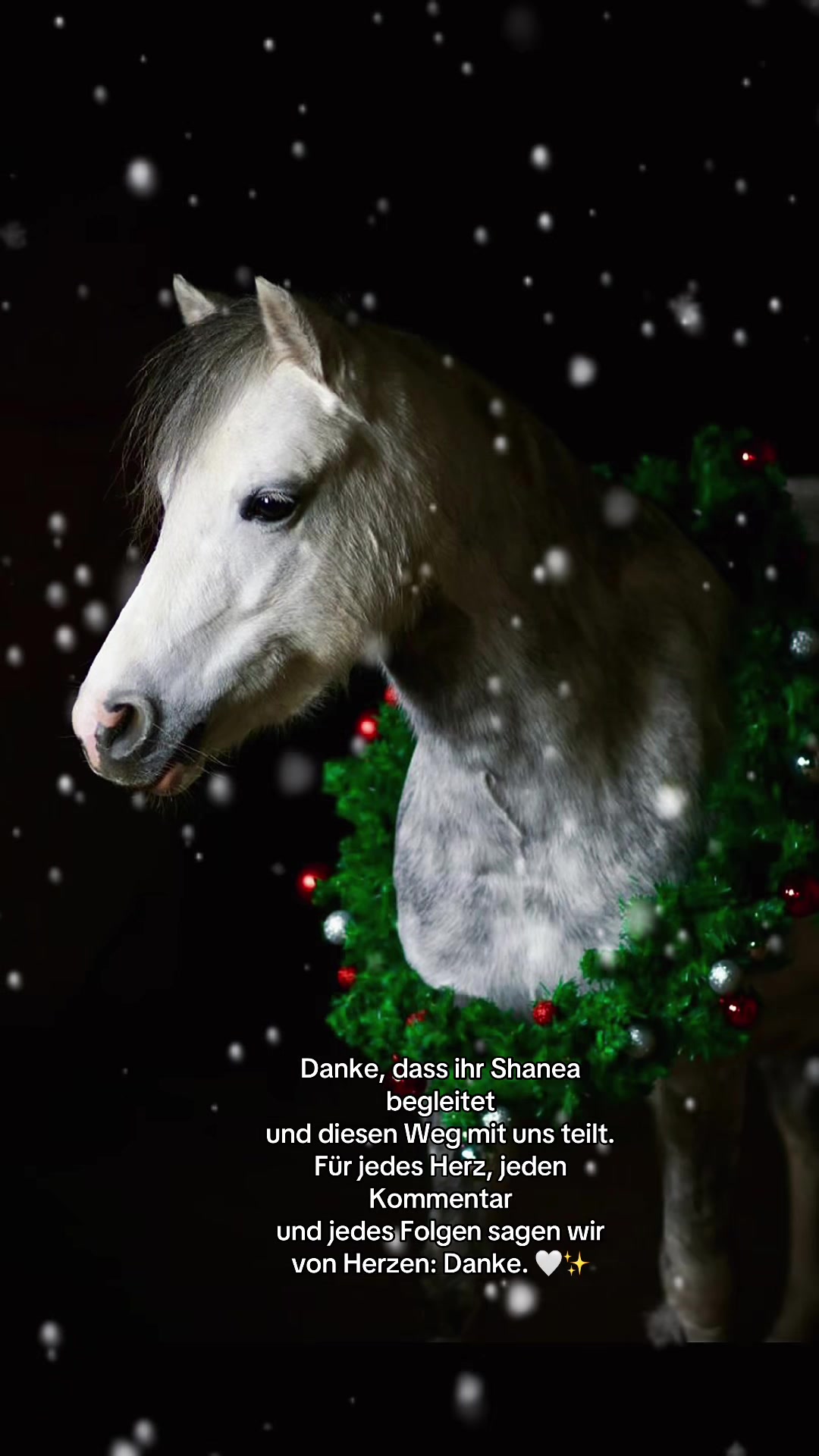 @Shanea & ihre Ponys ♥️🐴