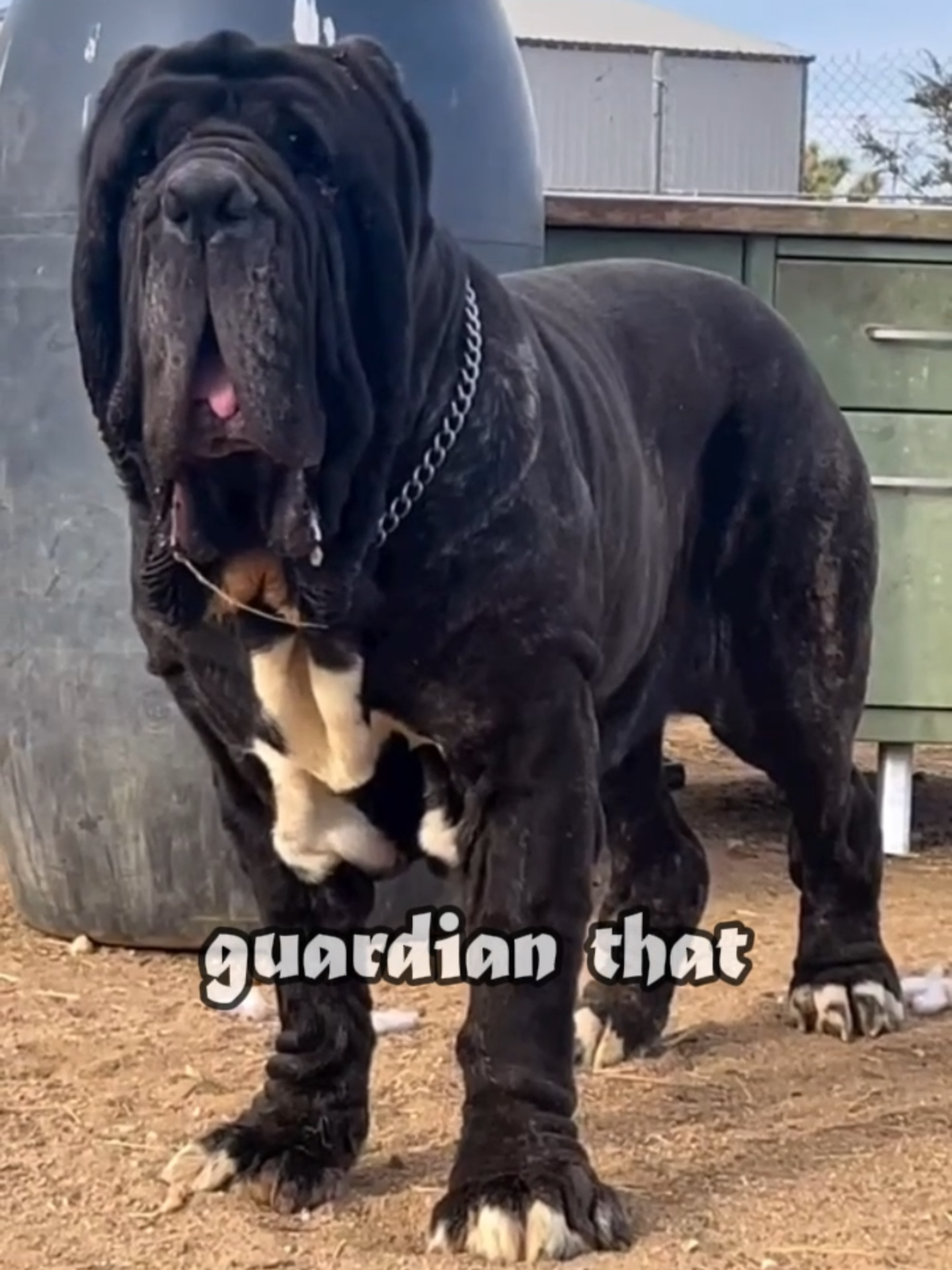 @Doggy Discovery