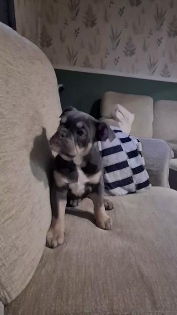 @dontbullymybreed